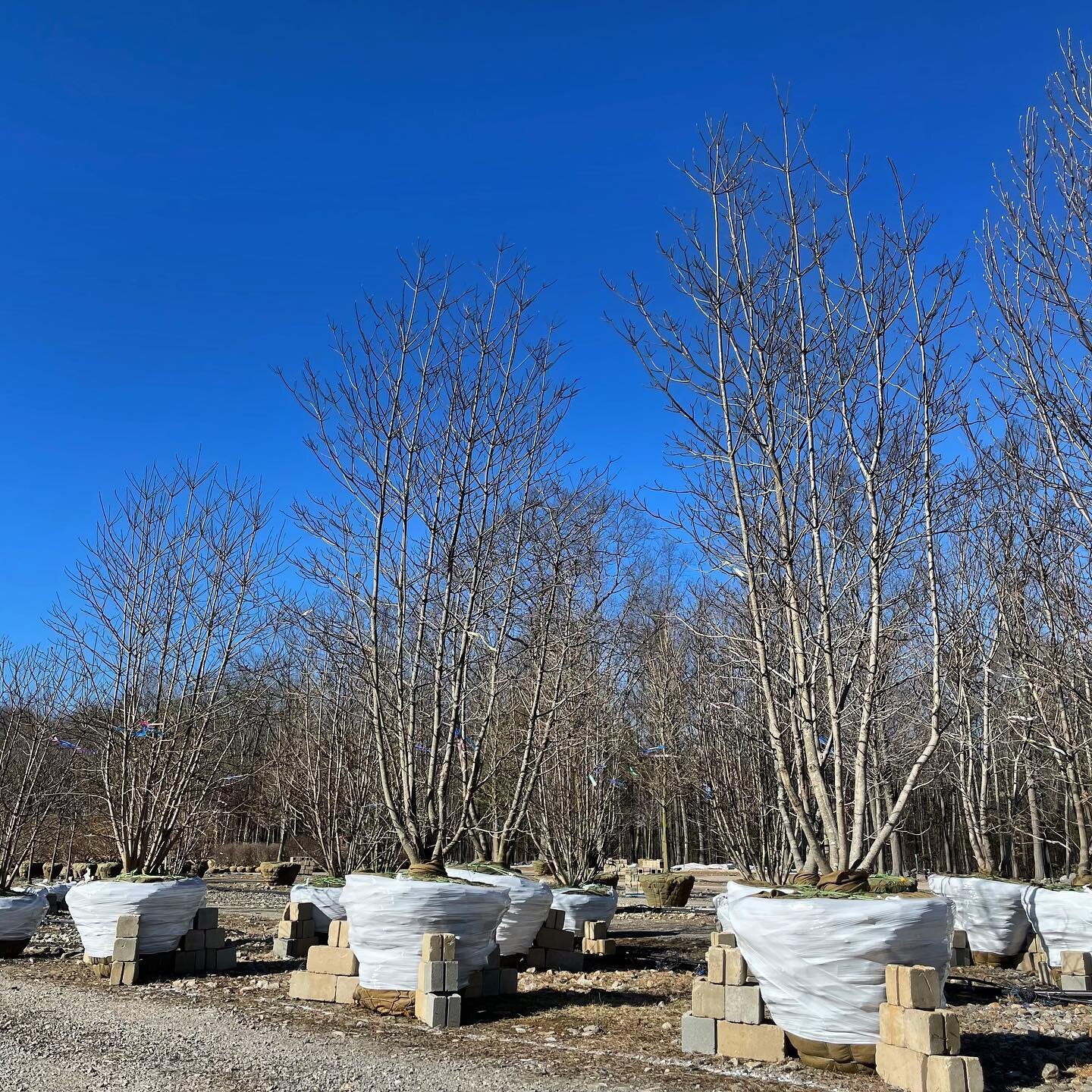 magnolia virginiana / sweetbay magnolia 

#magnoliavirginiana #magnolia #sweetbaymagnolia #specimentrees #landscape #statementtree #springflowering #ornamentaltrees #spring #landscape #landscaping #landscaper #landscapeconstruction #landscapedesign #