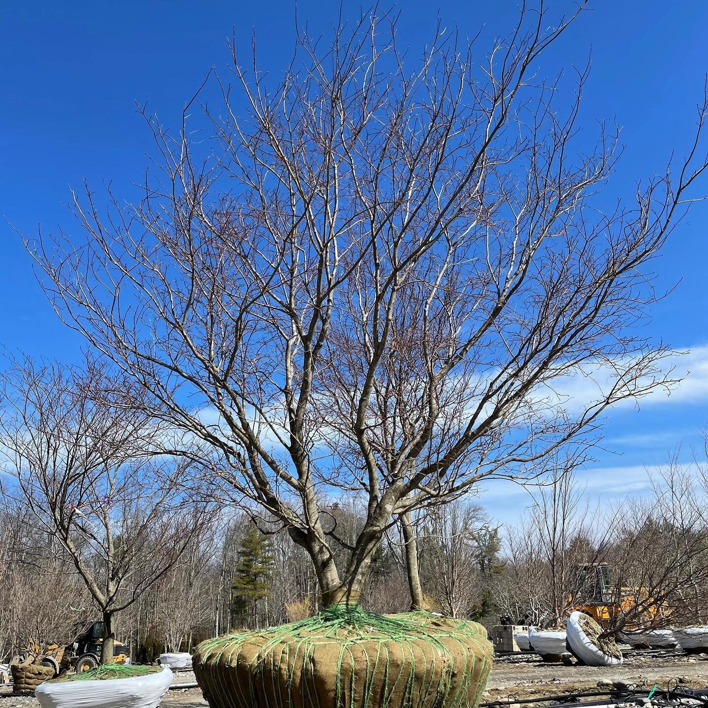 acer palmatum / japanese maple 

#acerpalmatum #japanesemaple #treenursery #landscape #landscaping #landscaper #landscapeconstruction #specimentrees #landscapedesign #landscapearchitecture #garden #ornamentaltree #gardendesign #horticulture #greenwic