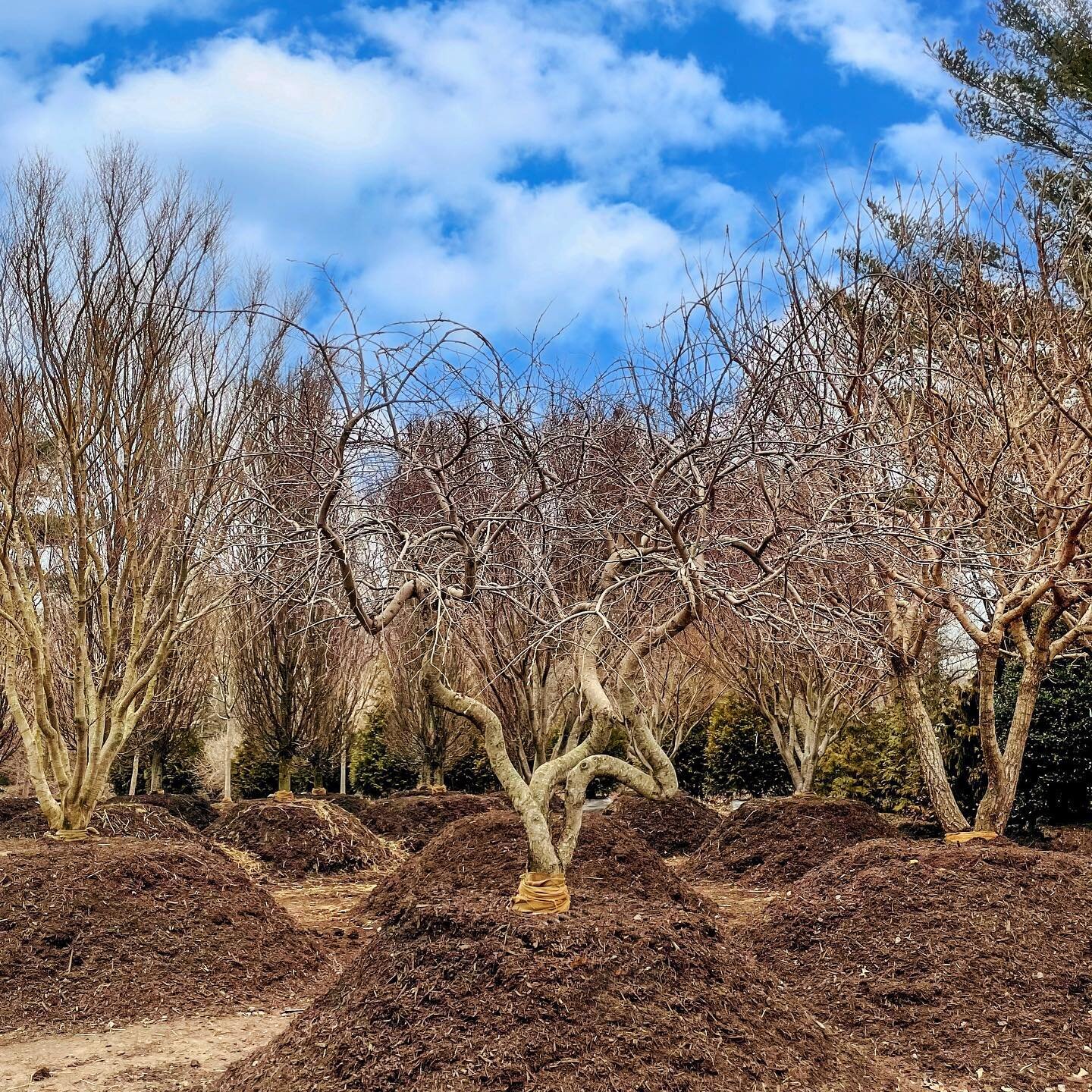 carpinus betulus &lsquo;pendula&rsquo; / weeping european hornbeam 

#carpinusbetuluspendula #weepinghornbeam #carpinusbetulus #hornbeam #soecimentree #treenursery #landscape #statementtree #landscaper #landscapeconstruction #landscapearchitecture #l