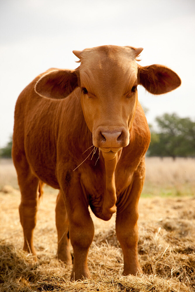 09_PincoffsRanch.jpg
