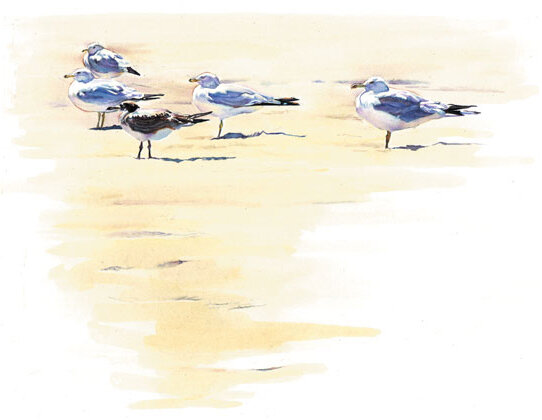 Gulls on the Beach