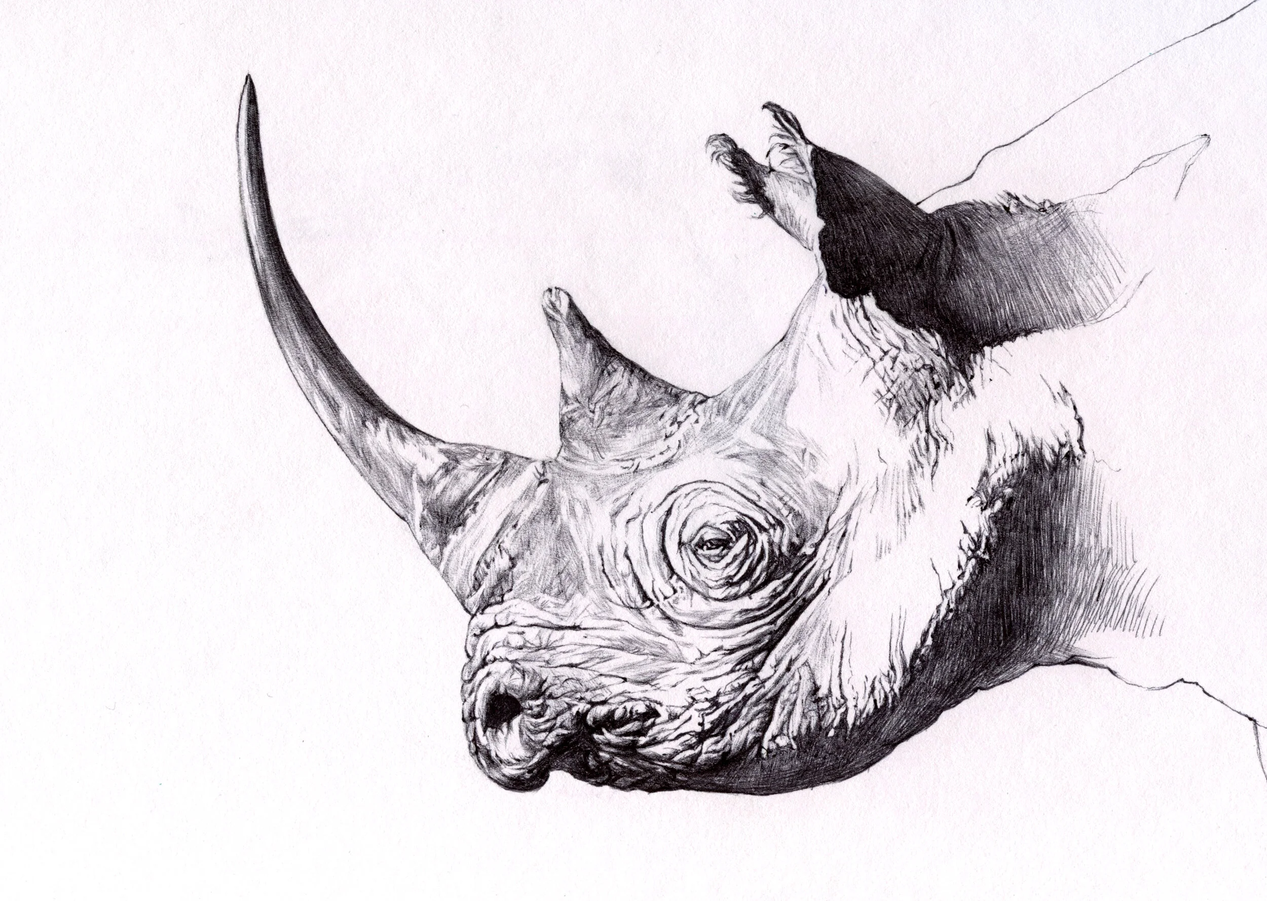 BlackRhinoFINAL.jpg