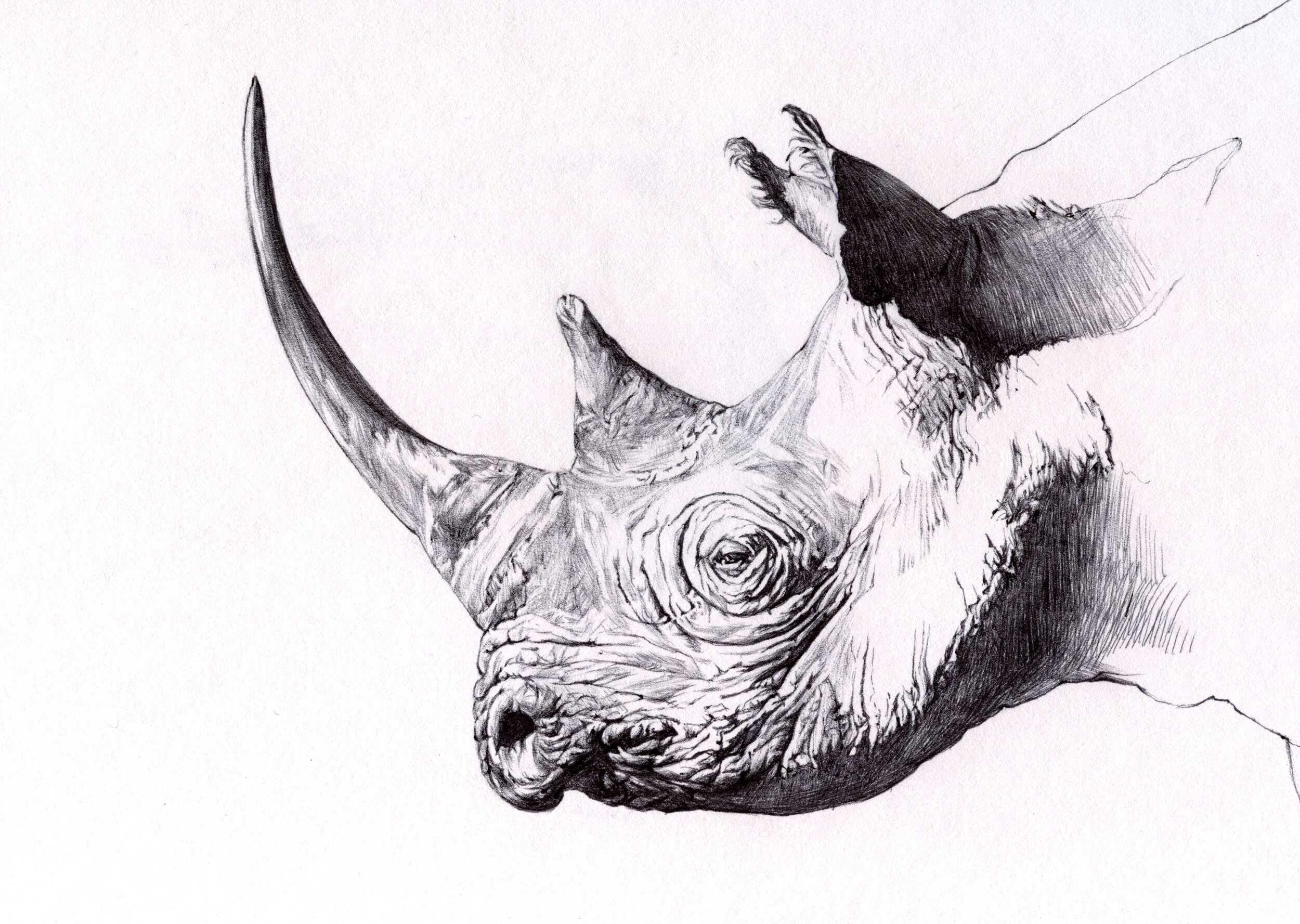Black Rhino