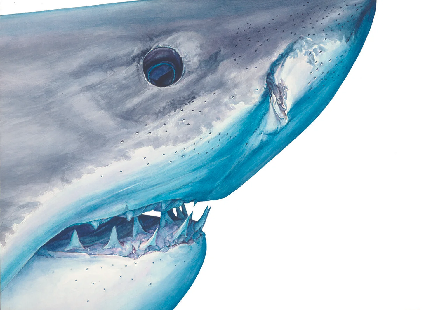 EdgarStewartShark1.jpg