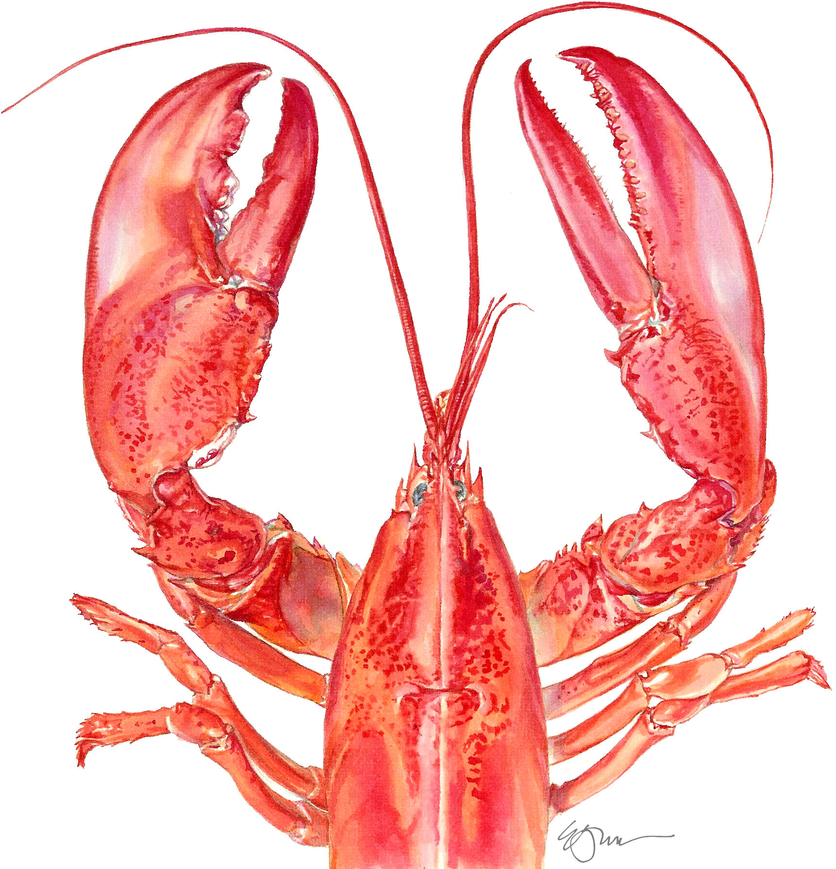 101706lobster.jpg