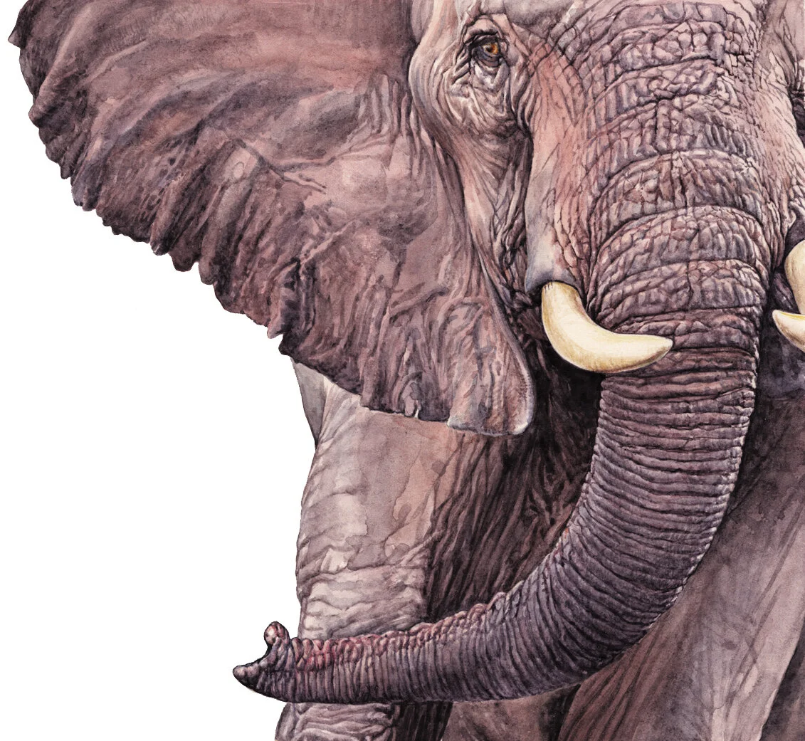 elephant.jpg