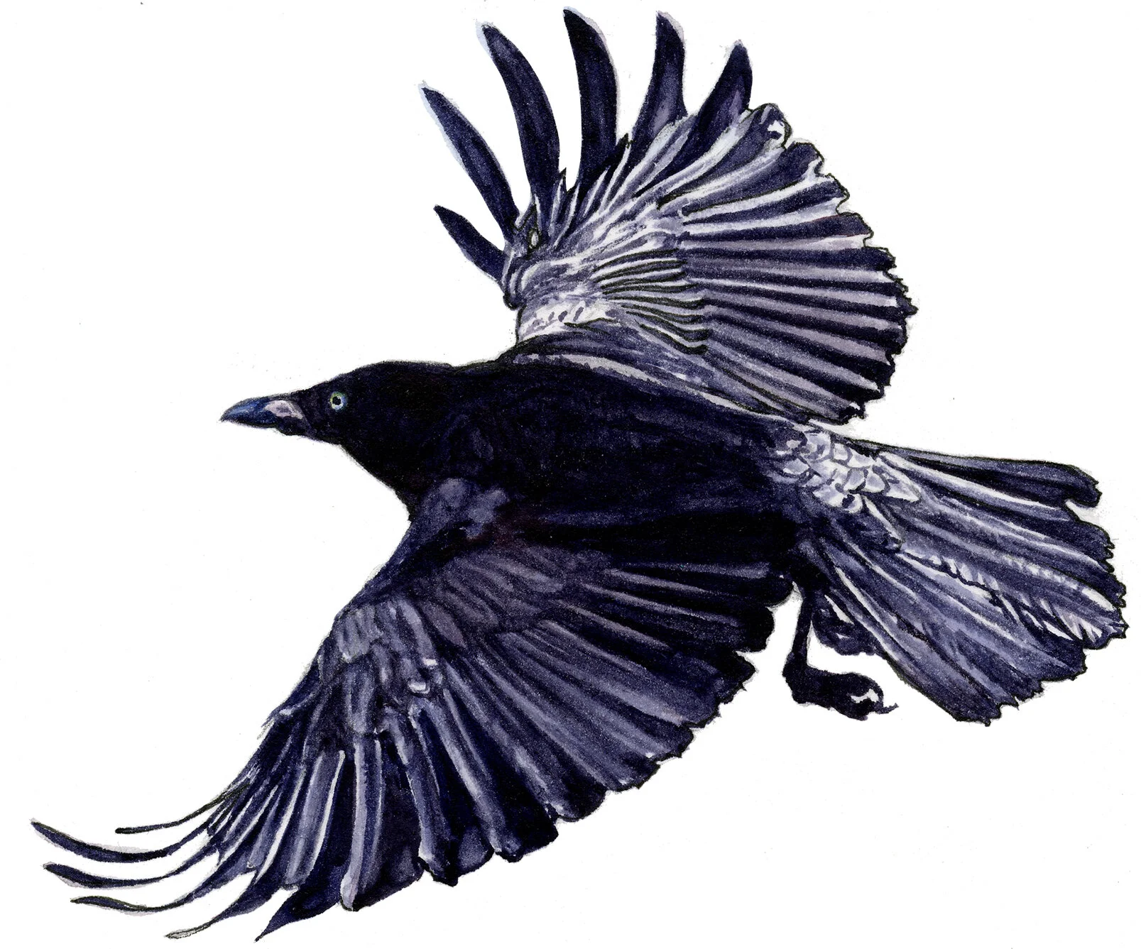 070615FishCrowwcF.jpg