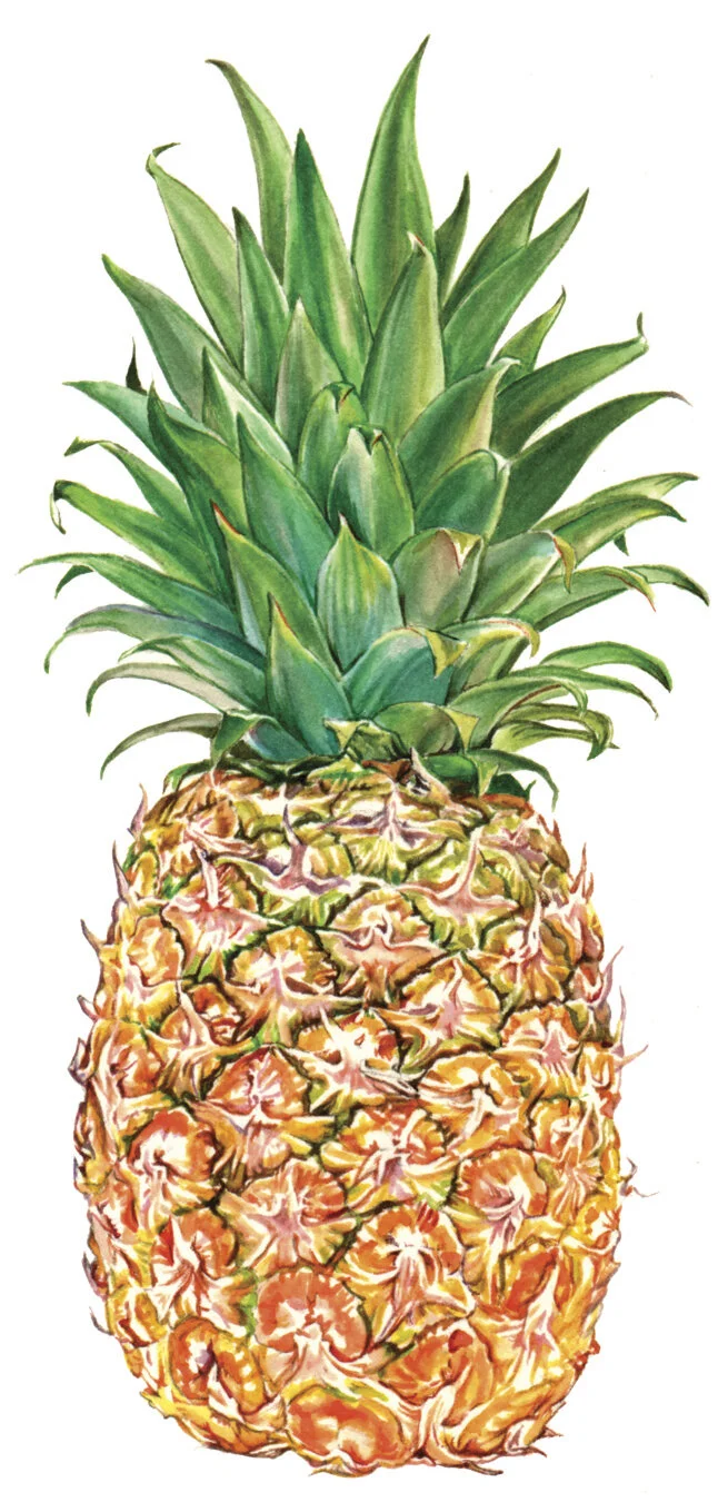FL PineappleFinal illus.jpg
