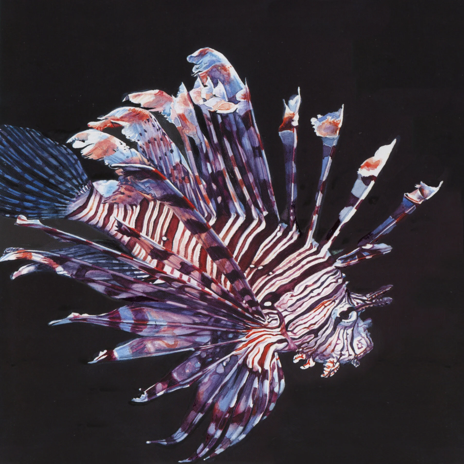 Lionfish.jpg