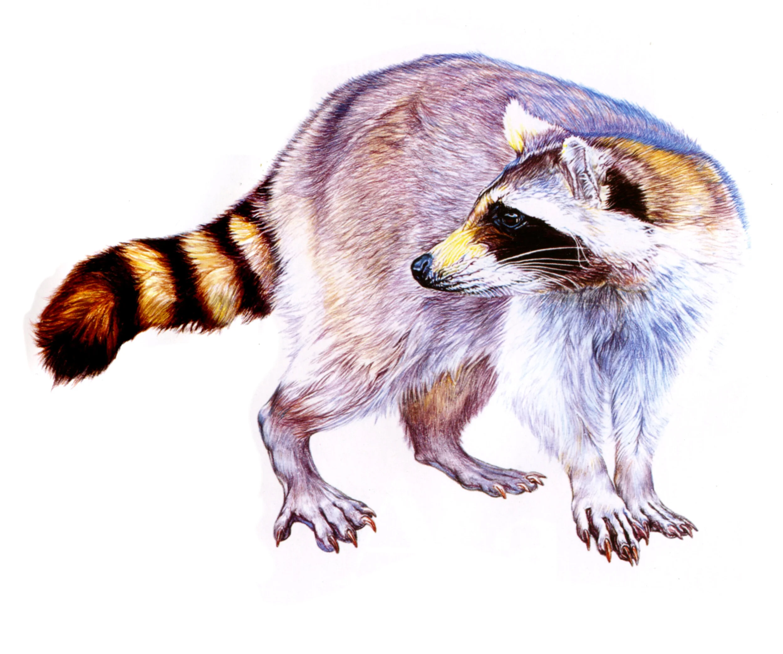 raccoon.jpg