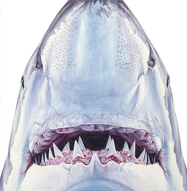 EST_Shark 5_80_RTL_8Bit_SO15944crppd2.jpg