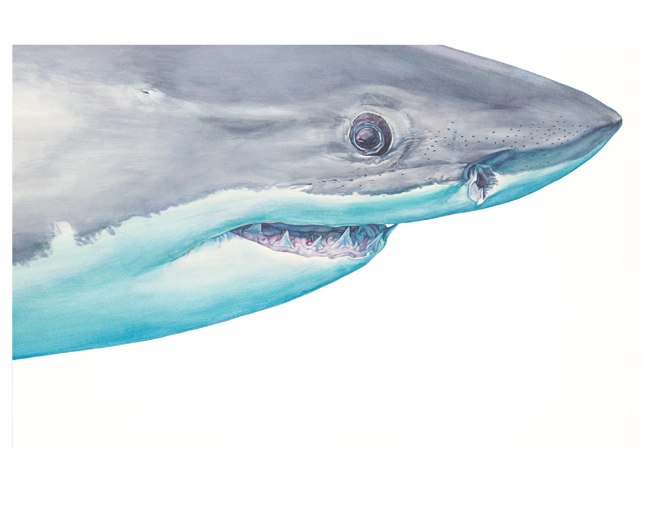 ESTShark6_11x14layout-01.jpg