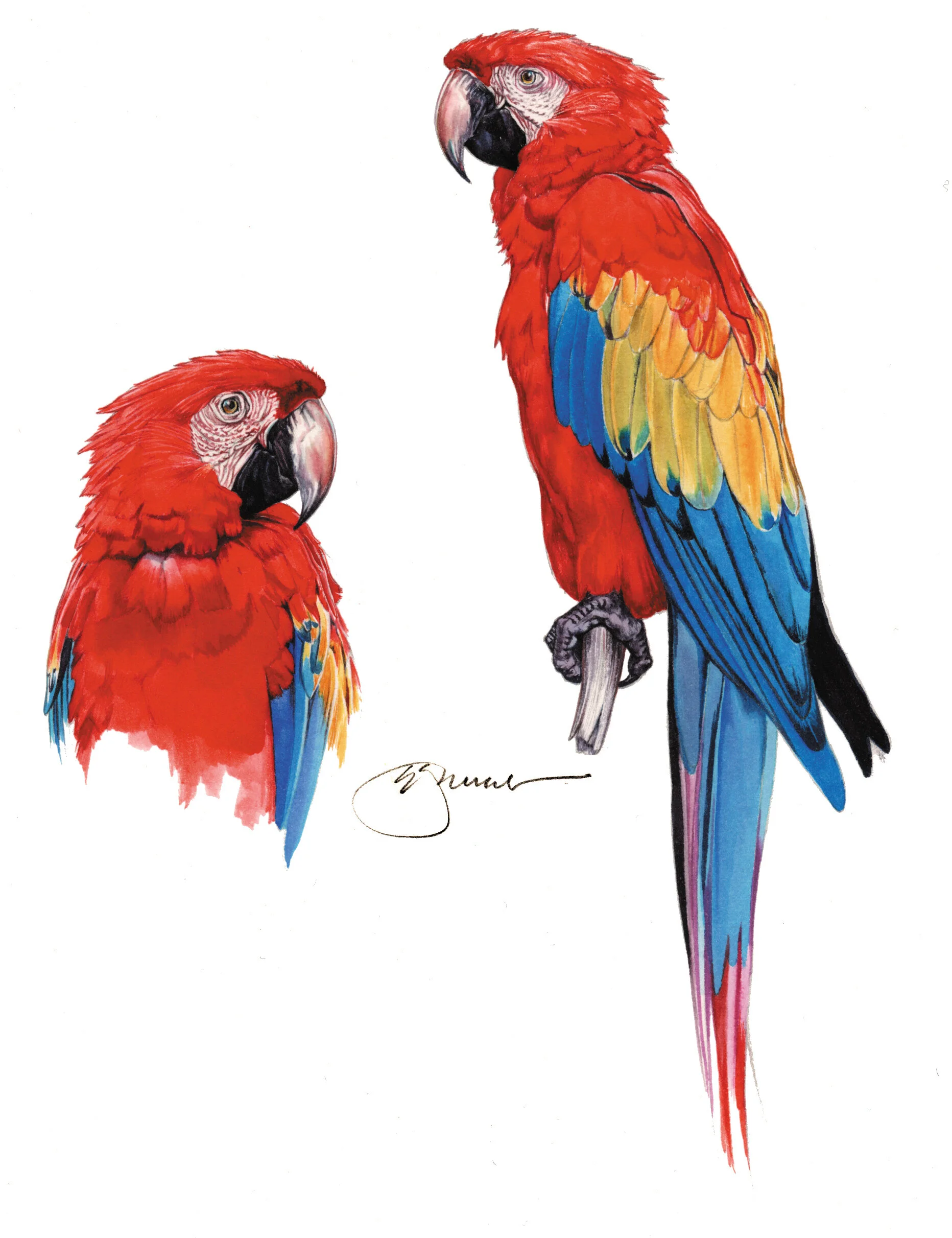 Macaws.jpg