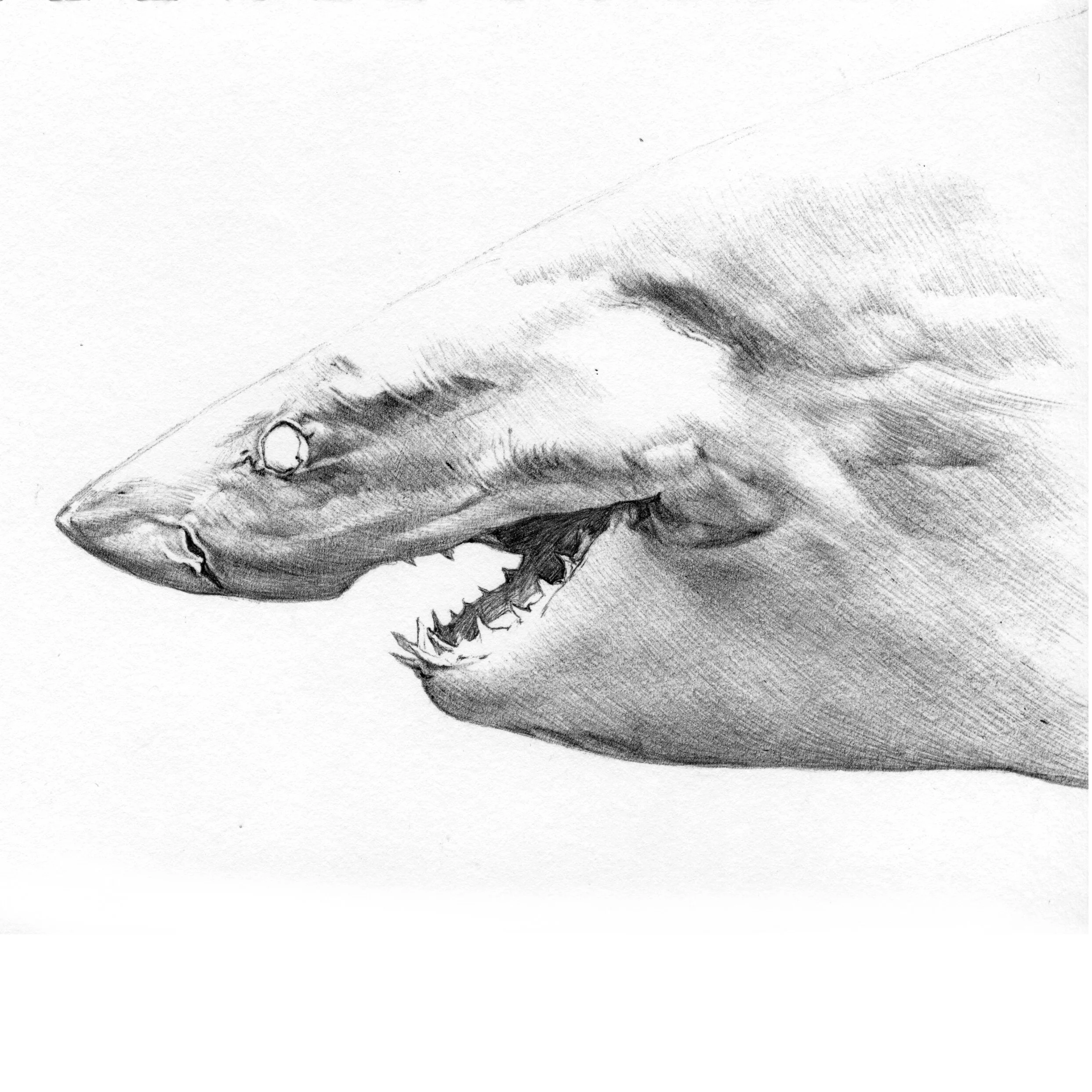 022420GWPensketch2fmMex.jpg