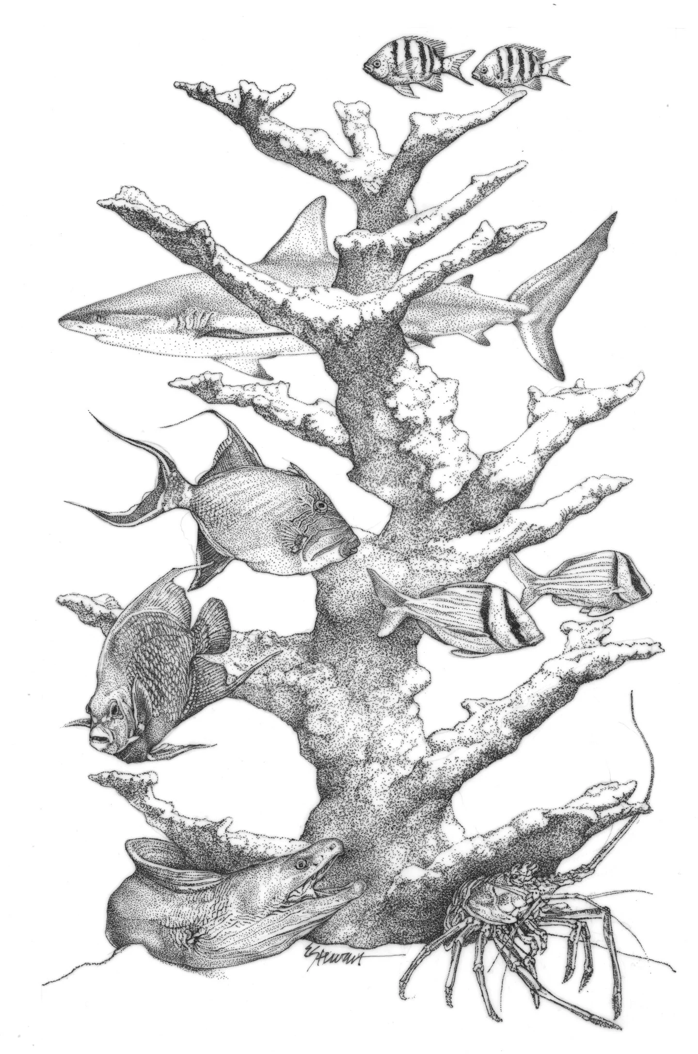 coral.jpg