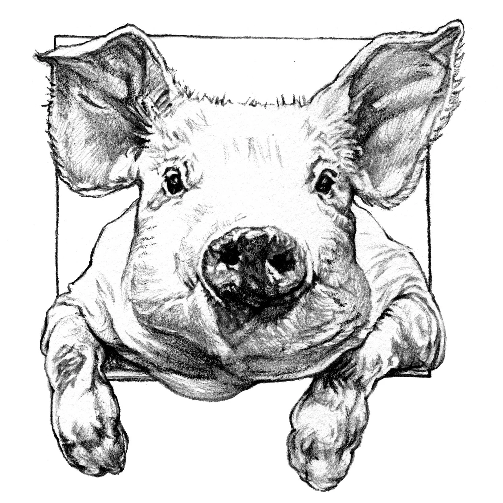 PigsketchCF.jpg