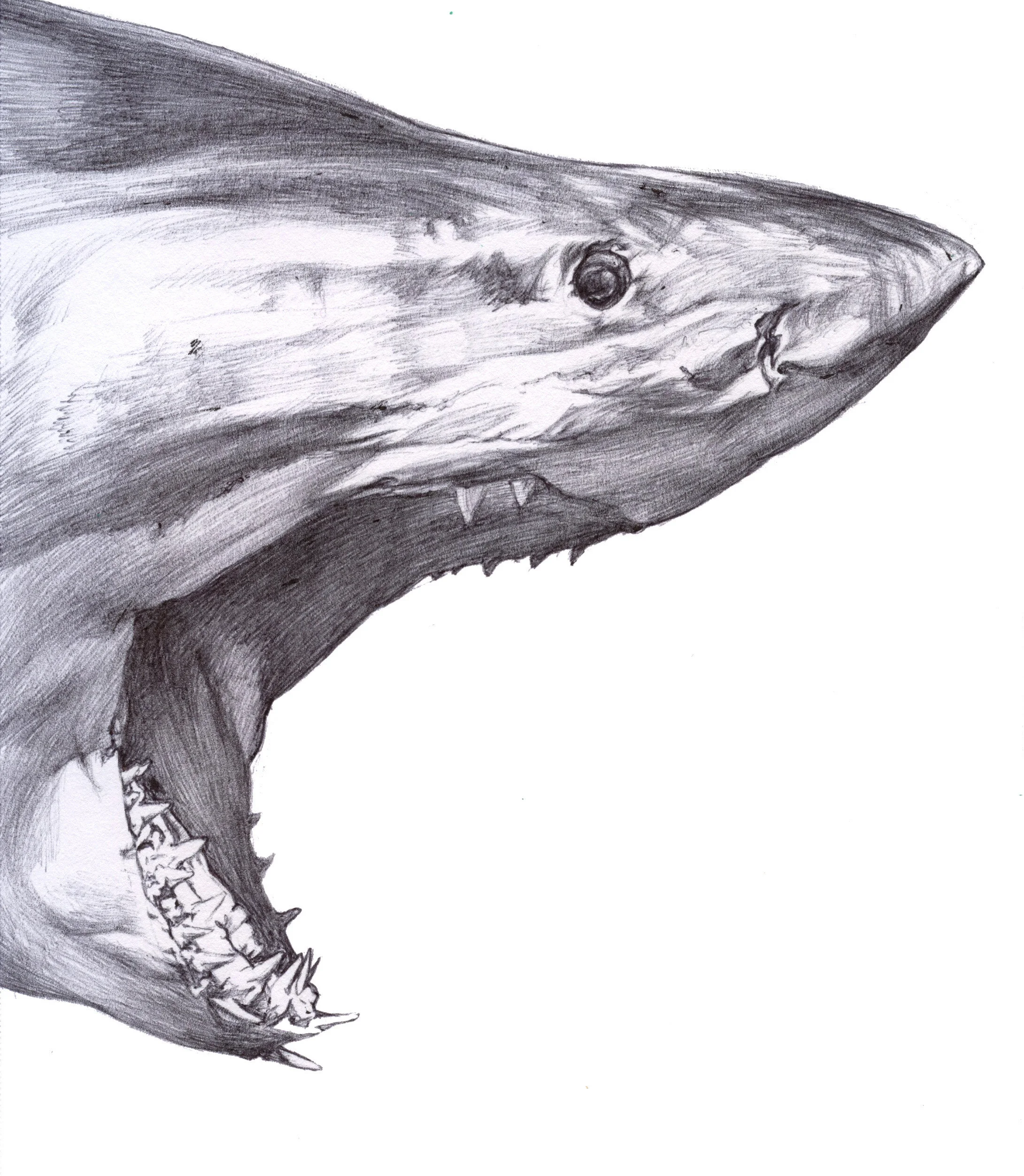 112118SharkBite.jpg