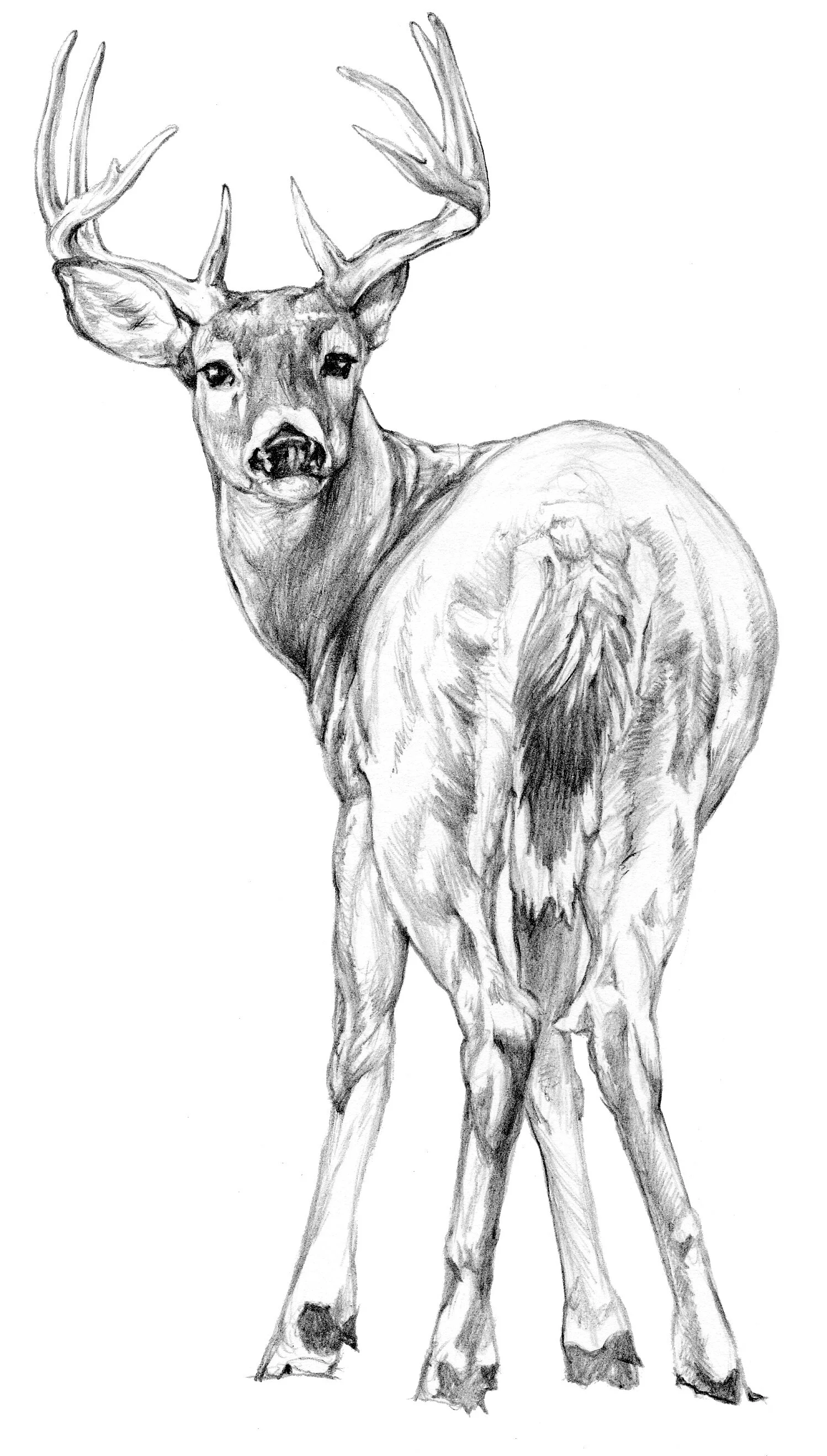 whitetail sketch2.jpg