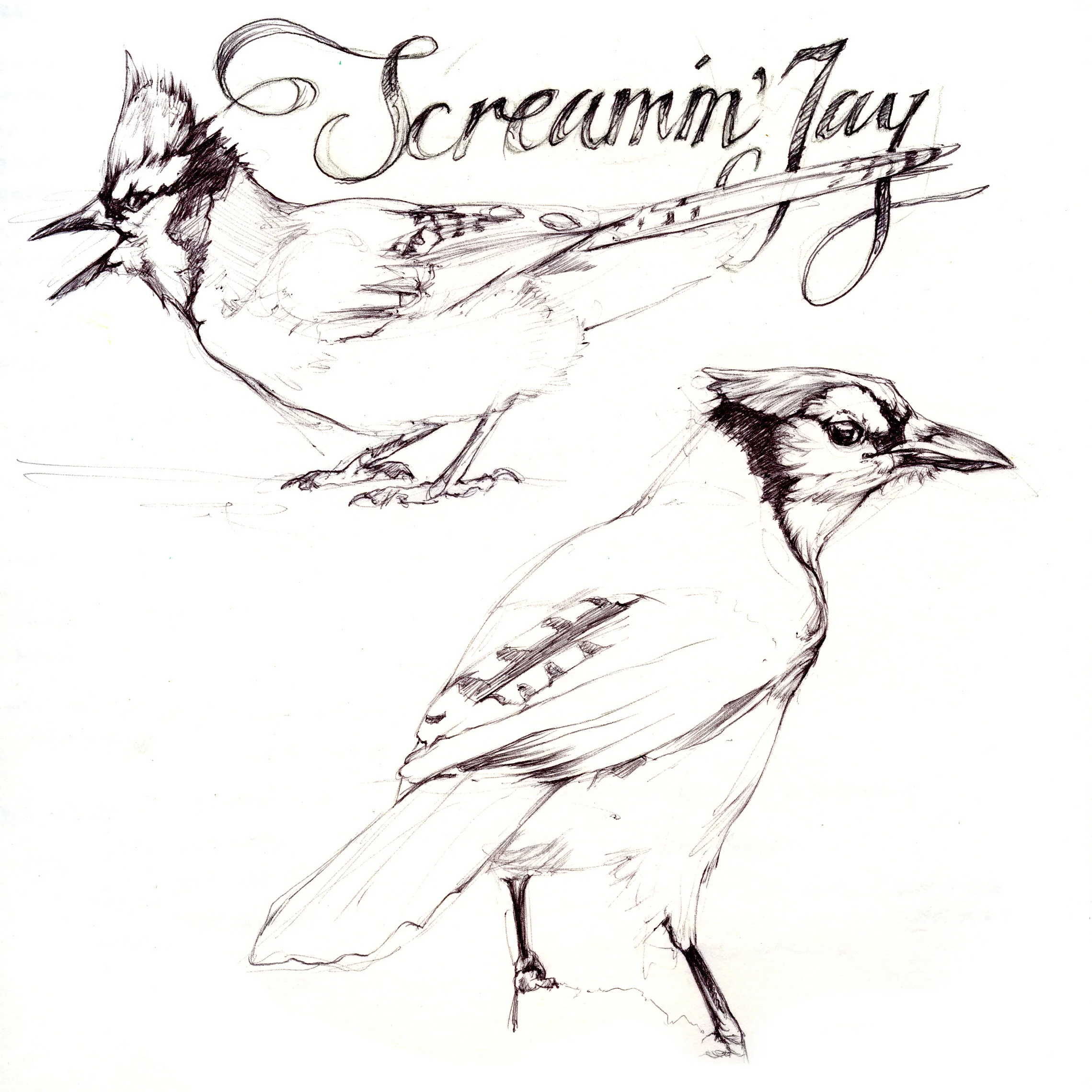 JayscreamingSketch.jpg