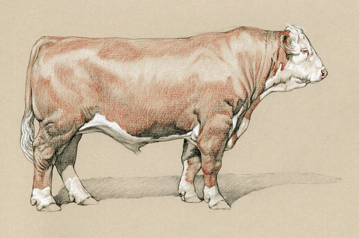 060804CP steer.jpg