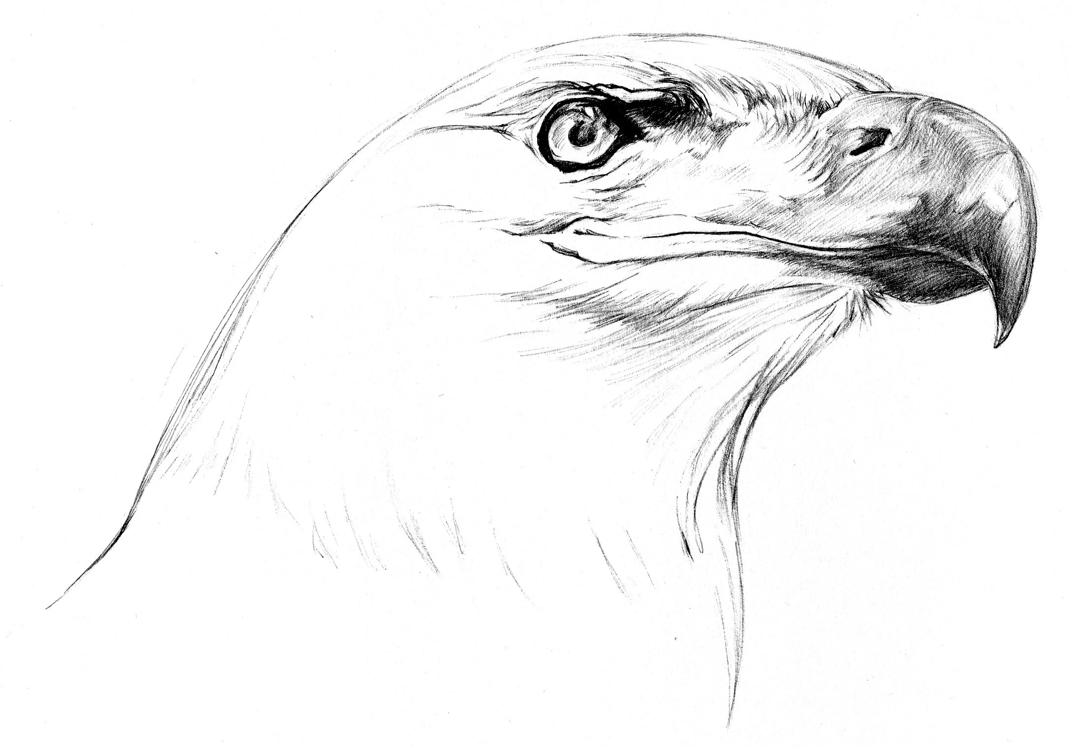 eagle sketch.jpg
