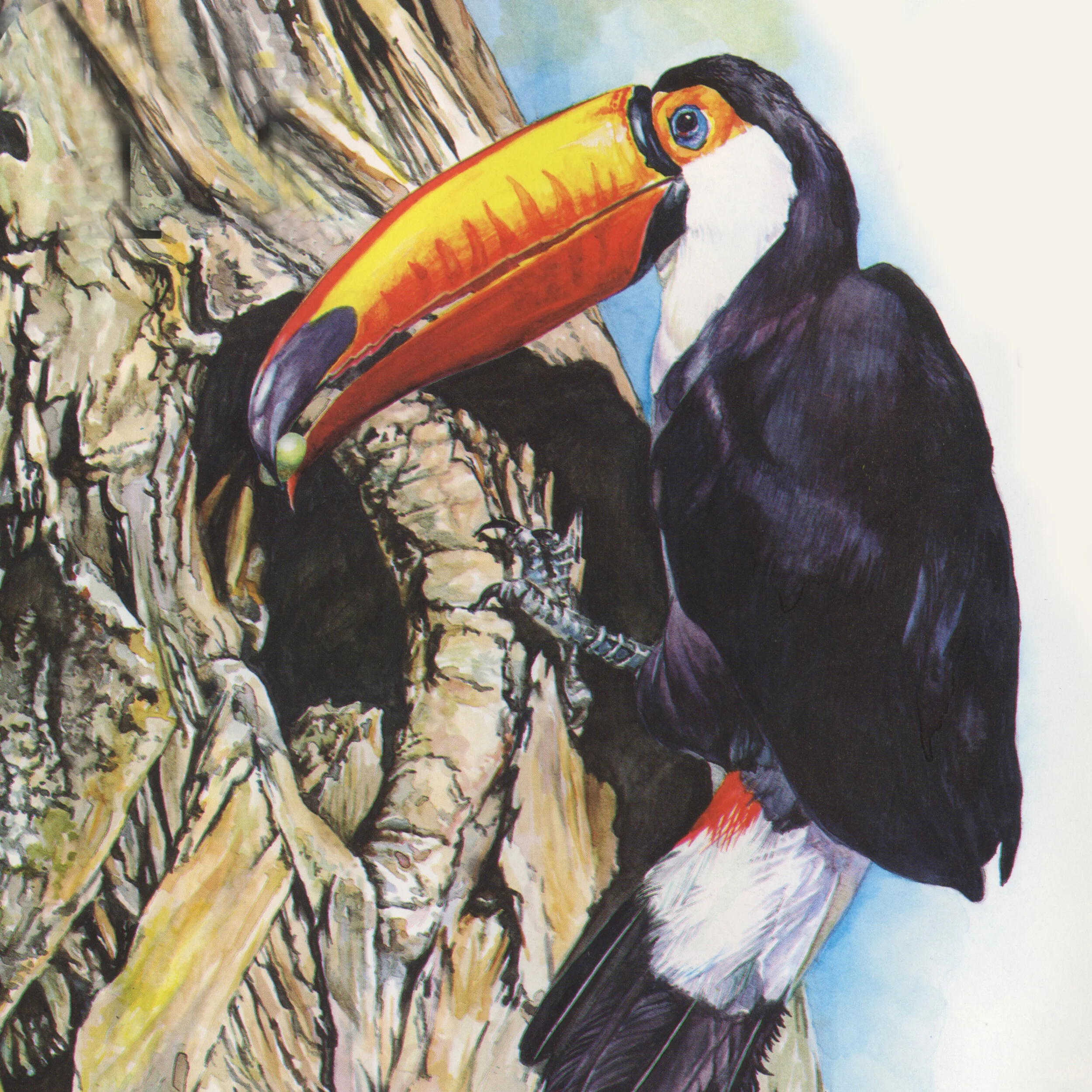 toucan.jpg