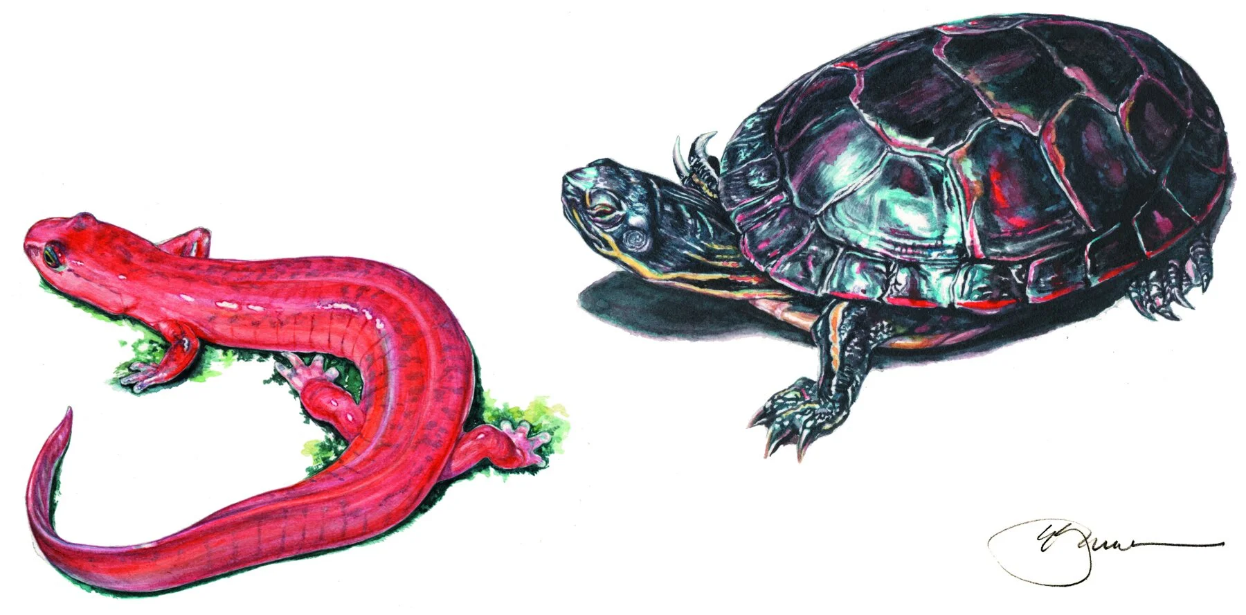 painted turtle&salamander.jpg