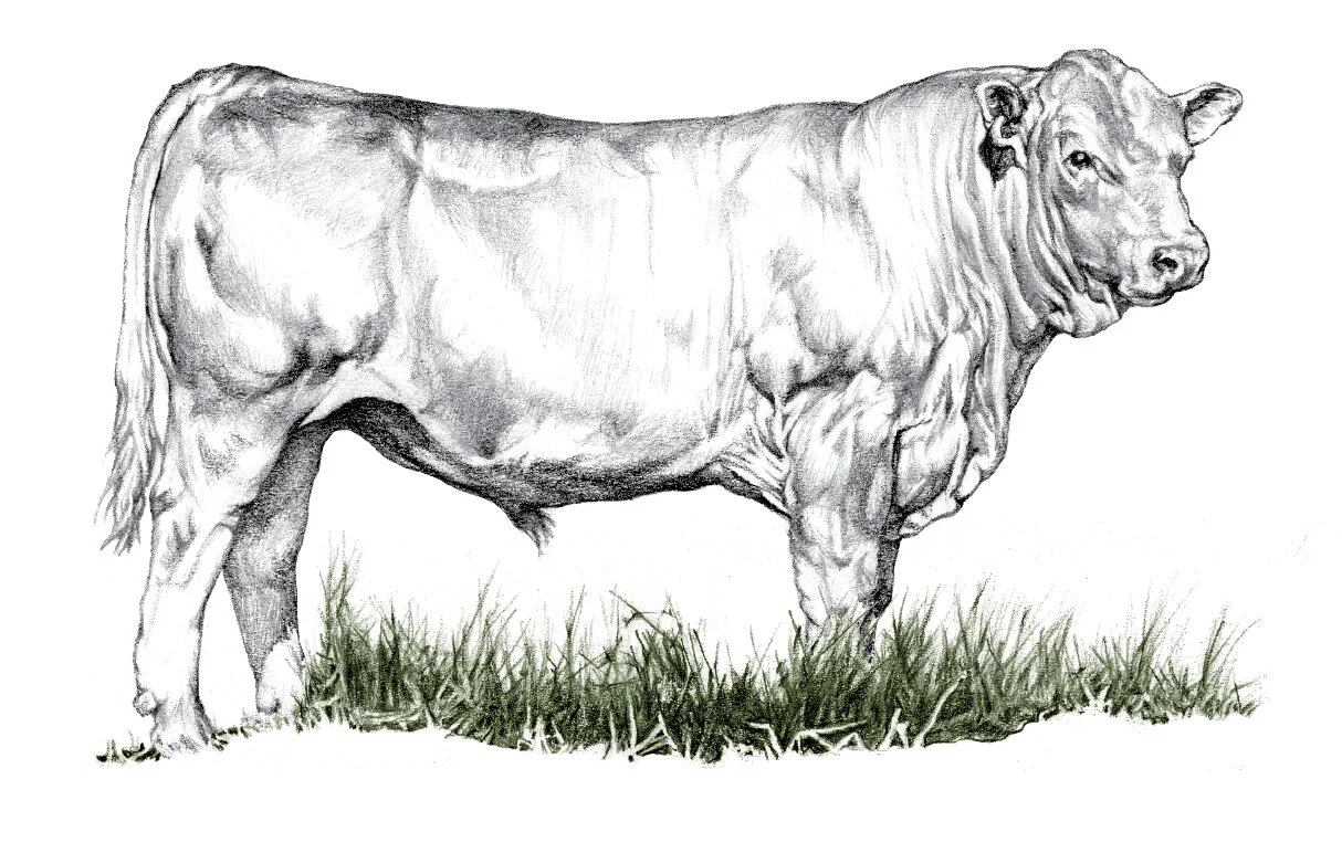 020116GrassLandFarmsBeefwgrassalone.jpg