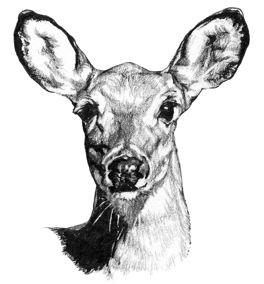 DeerHeaddrawingFINALgs.jpg