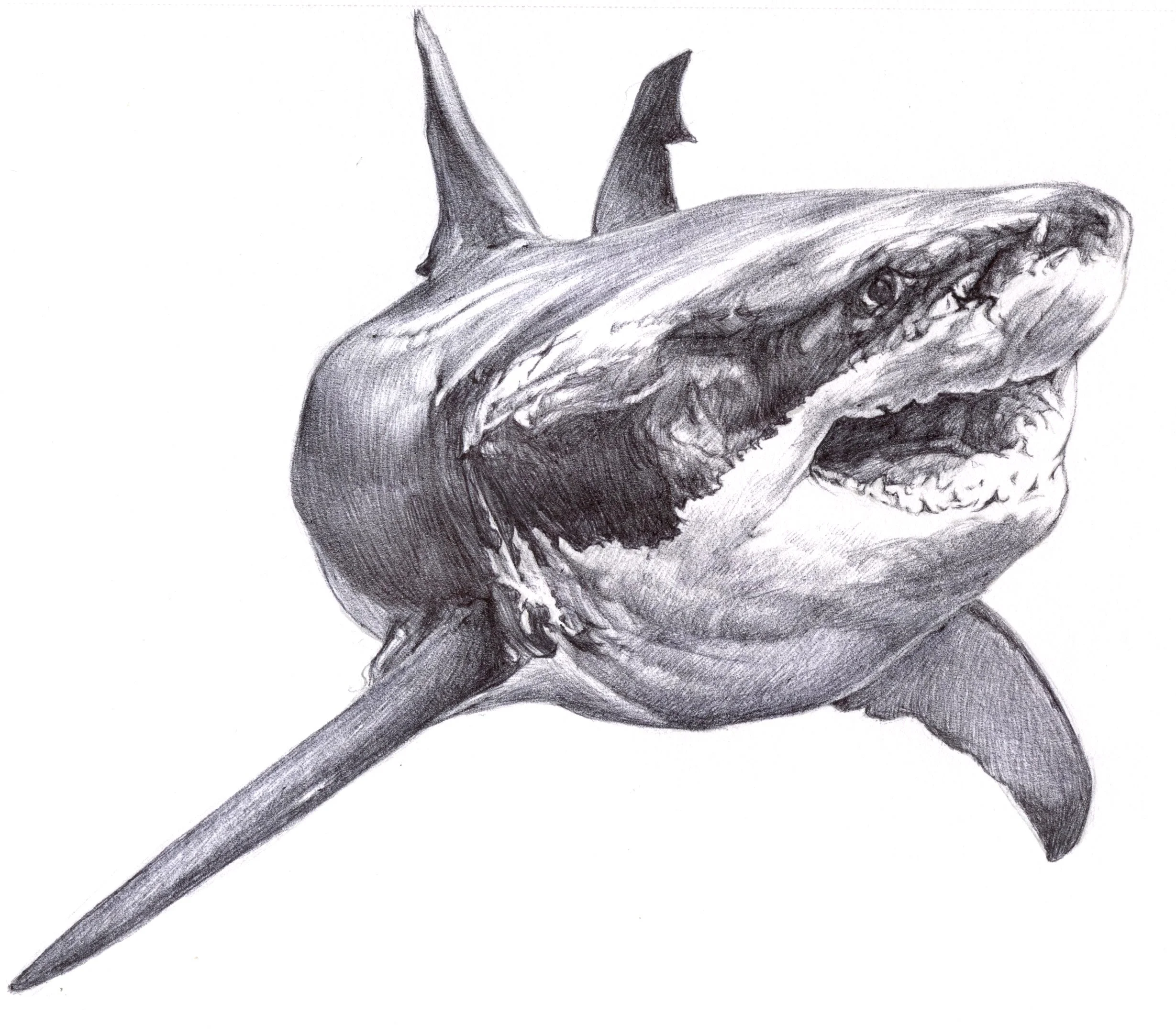 SharkPen72719.jpg