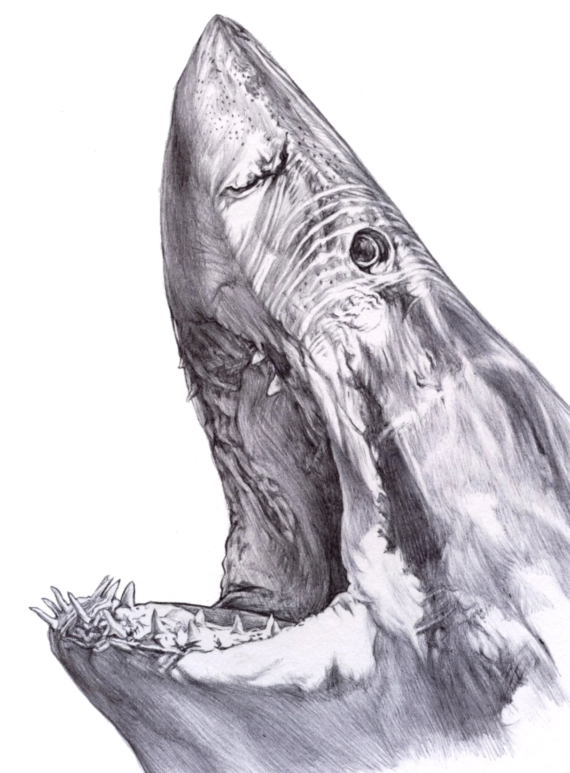 SharkPen62719F.jpg