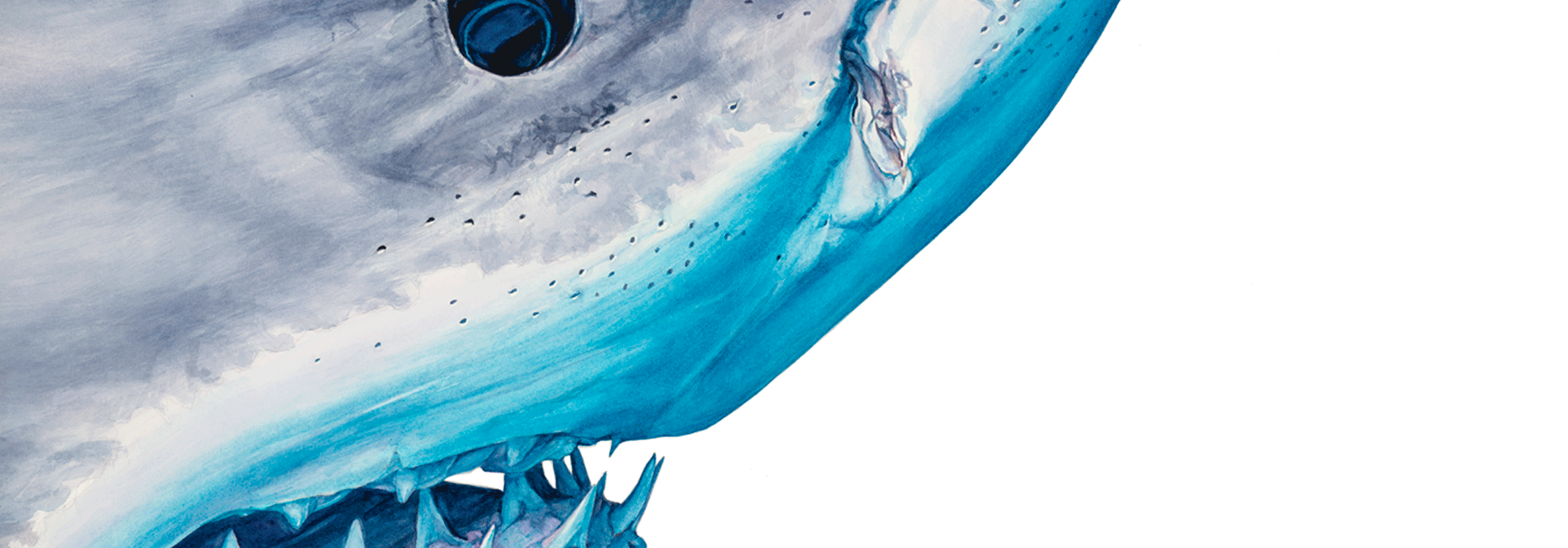 ES-web-shark-anim2.gif