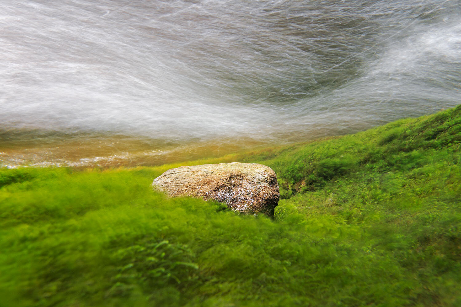 Water Grass, Lower Sage's Ravine, 2020