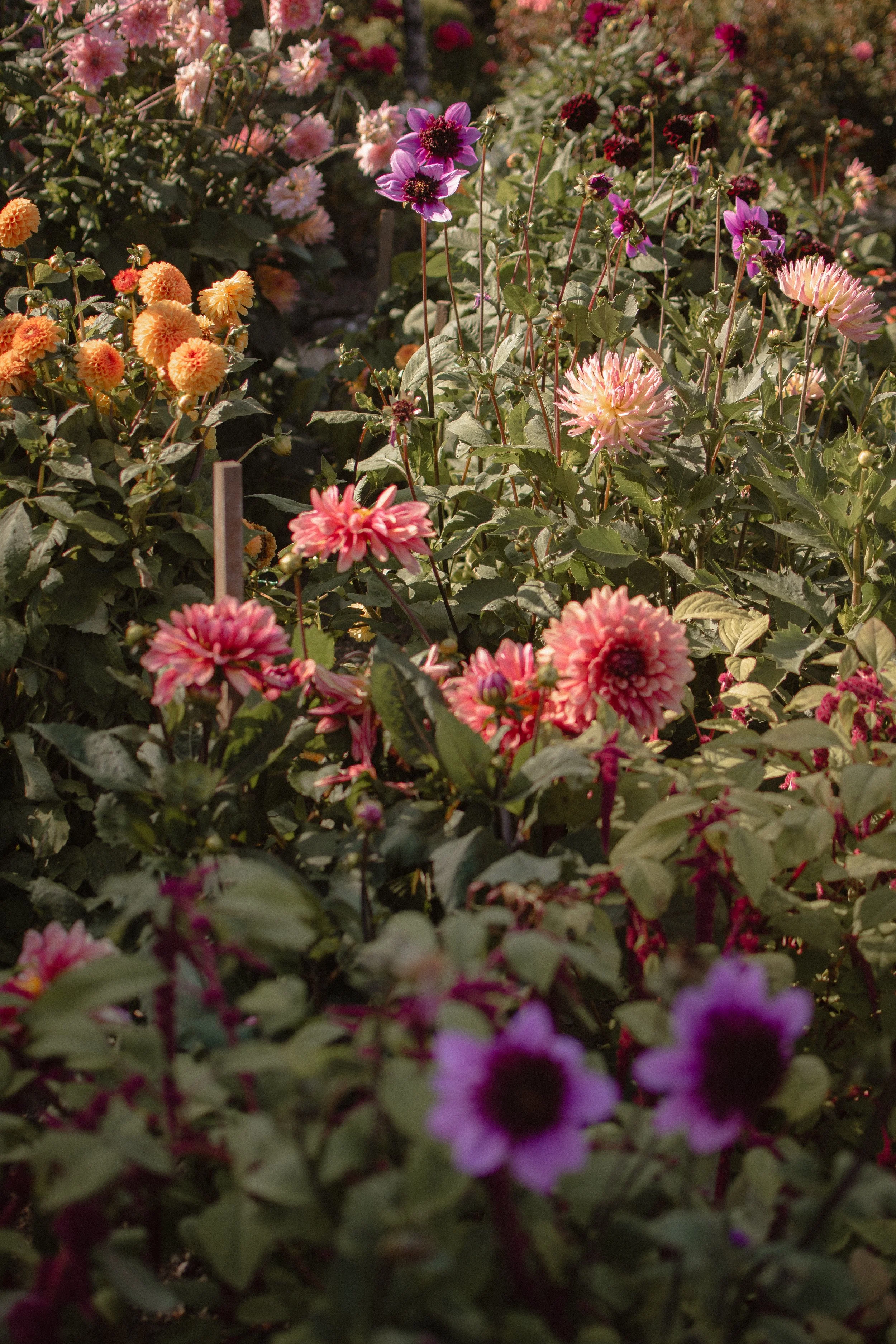 Tabitha Maternity Photoshoot - Taja Strle Photography (22 of 49).jpg