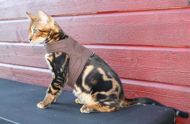 Pet Supplies : Mynwood Cat Jacket/Harness Caramel Adult Cat