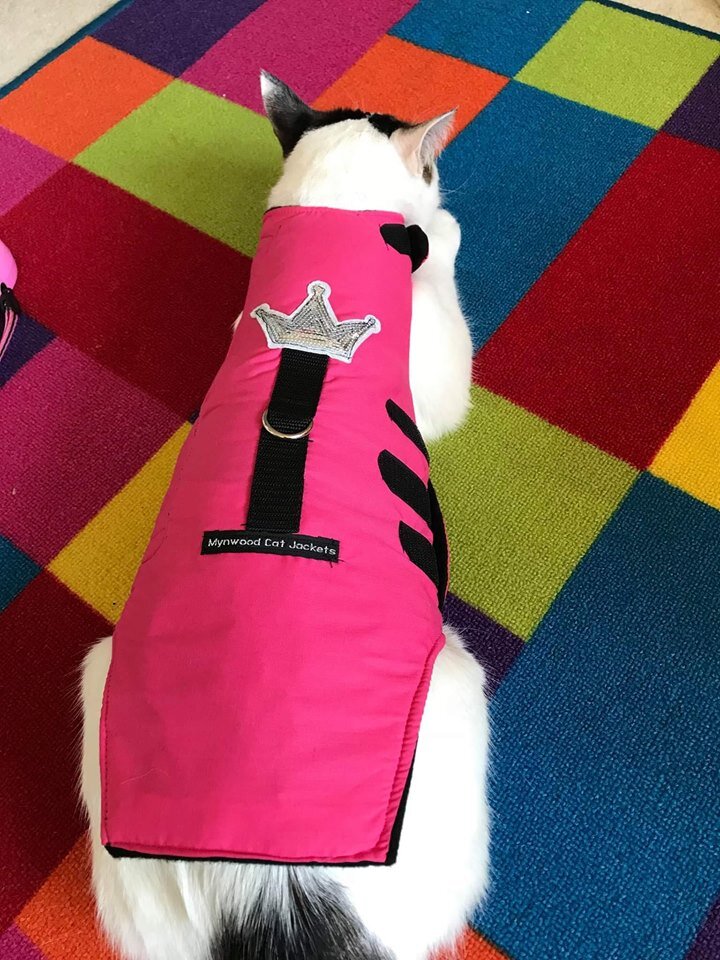 Socks and her new Pink Princess Winter Jacket1.jpg