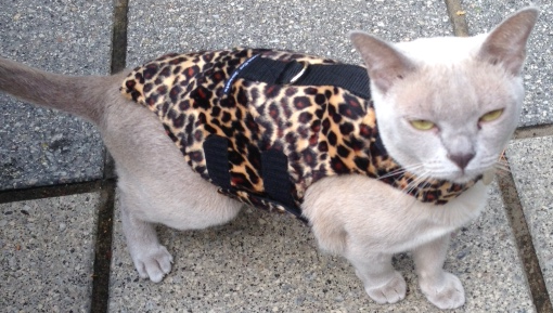 Taski wearing Leopard Fur winter longer jacket.JPG