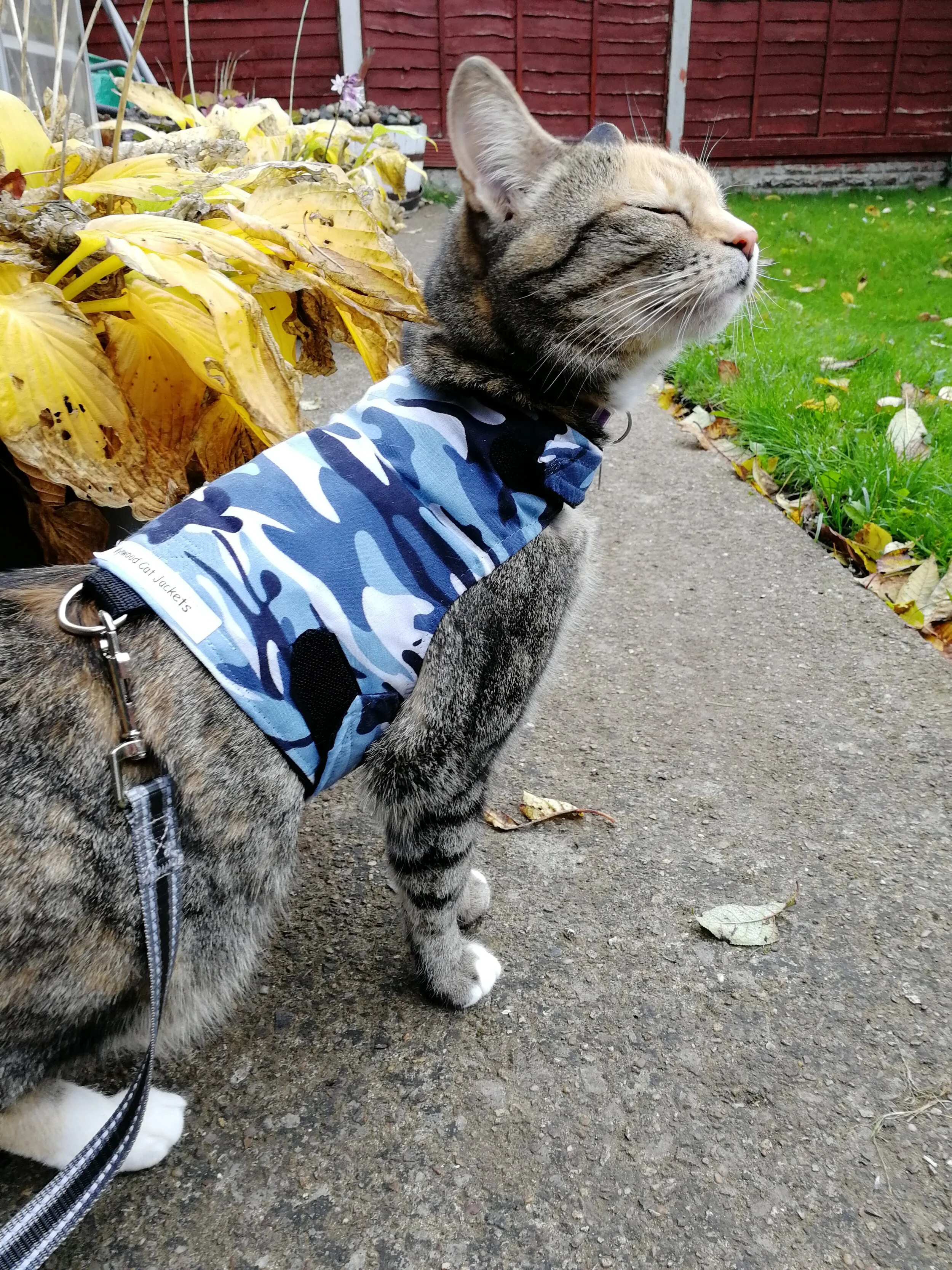 Catwalk — Mynwood Cat Jackets