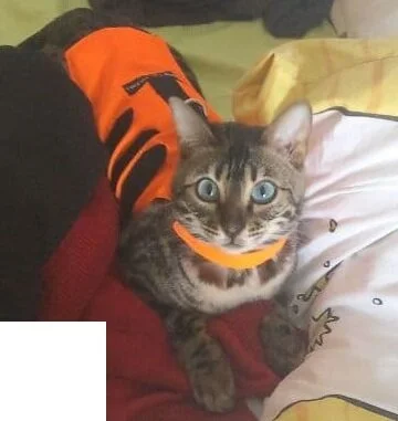 2021-02-16_NeuesGeschirr Orange.jpg