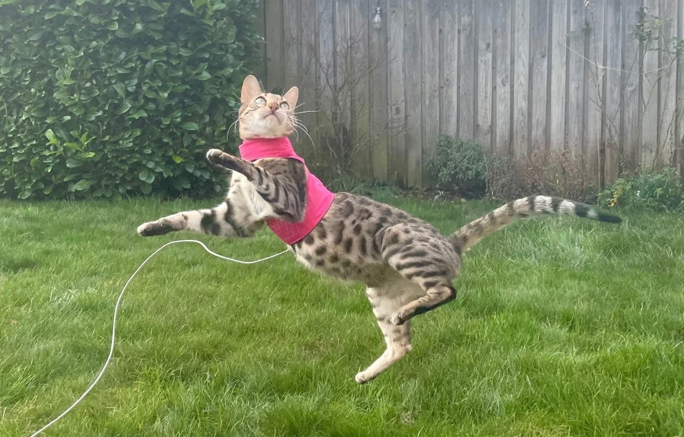 Mynwood Cat Jackets
