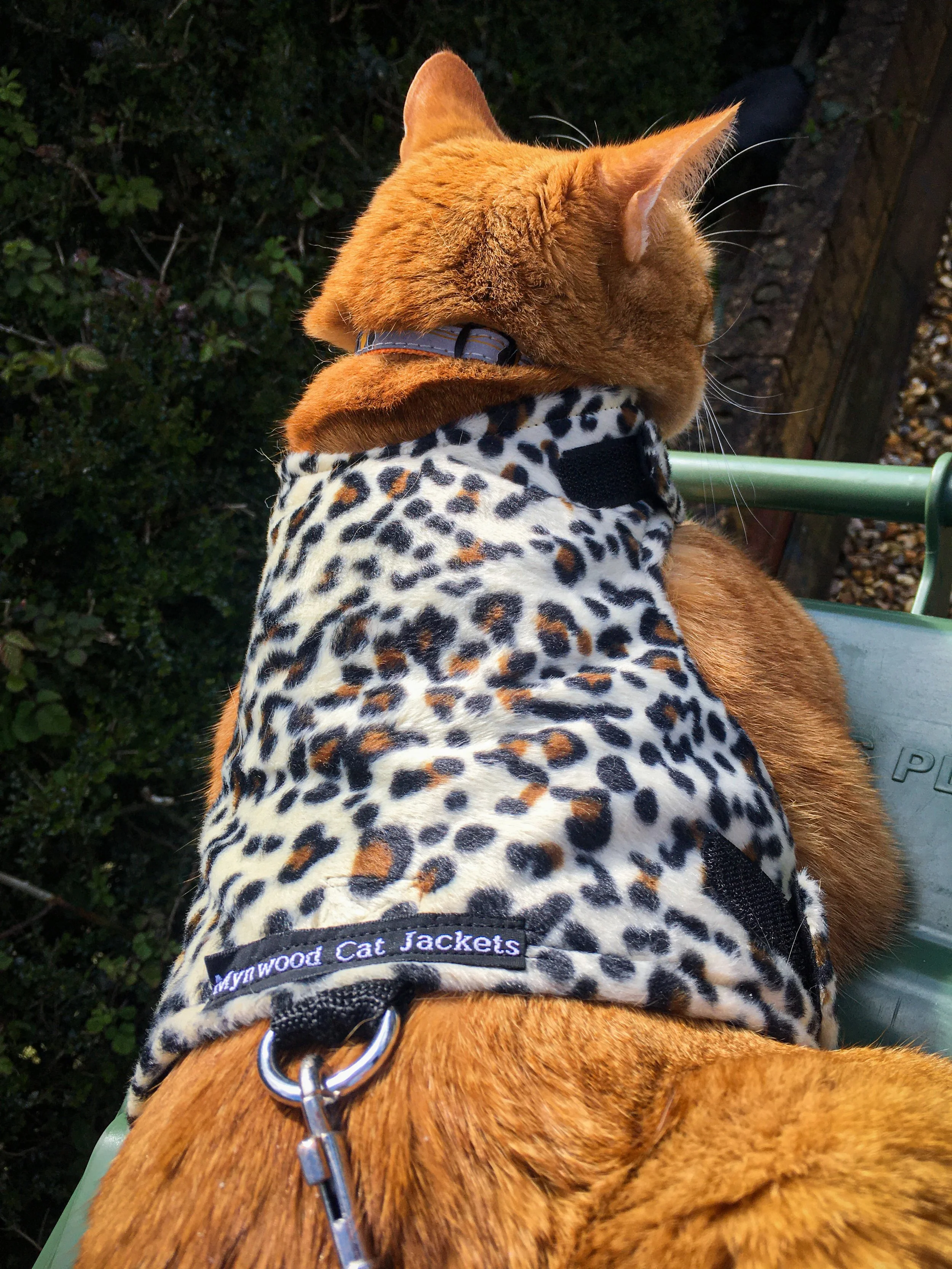 Prints — Mynwood Cat Jackets