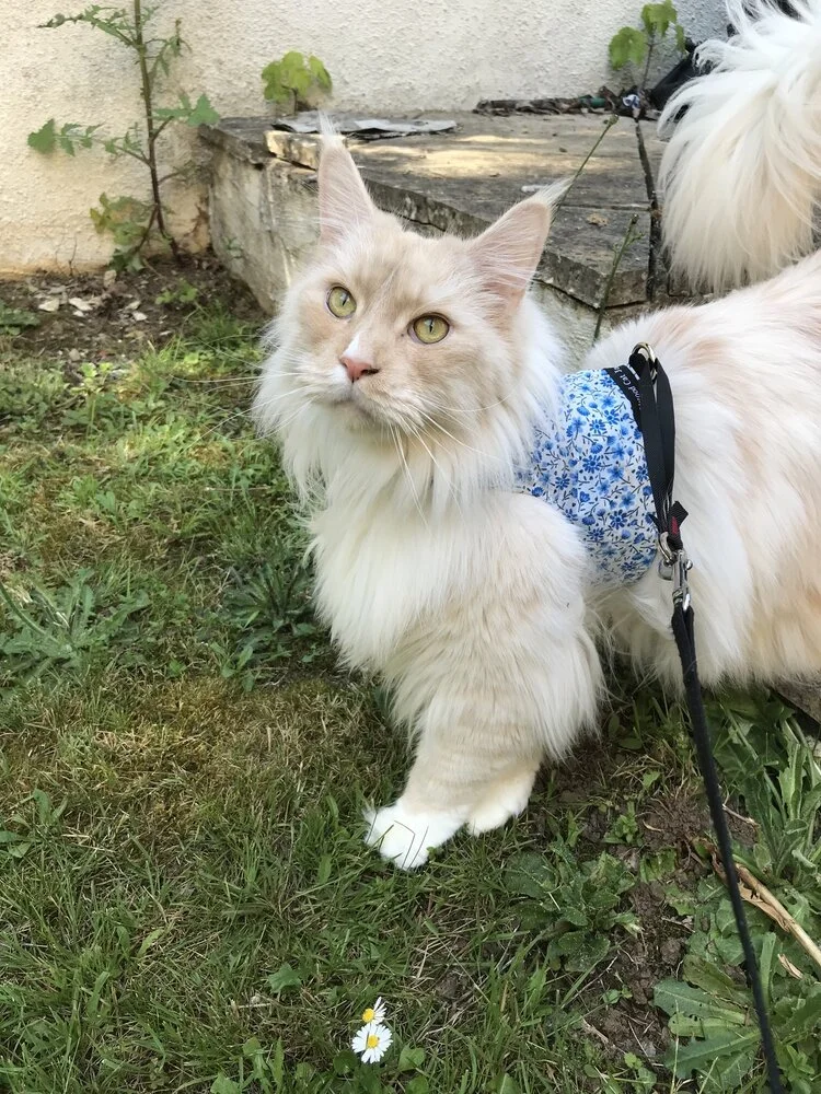 SALE — Mynwood Cat Jackets