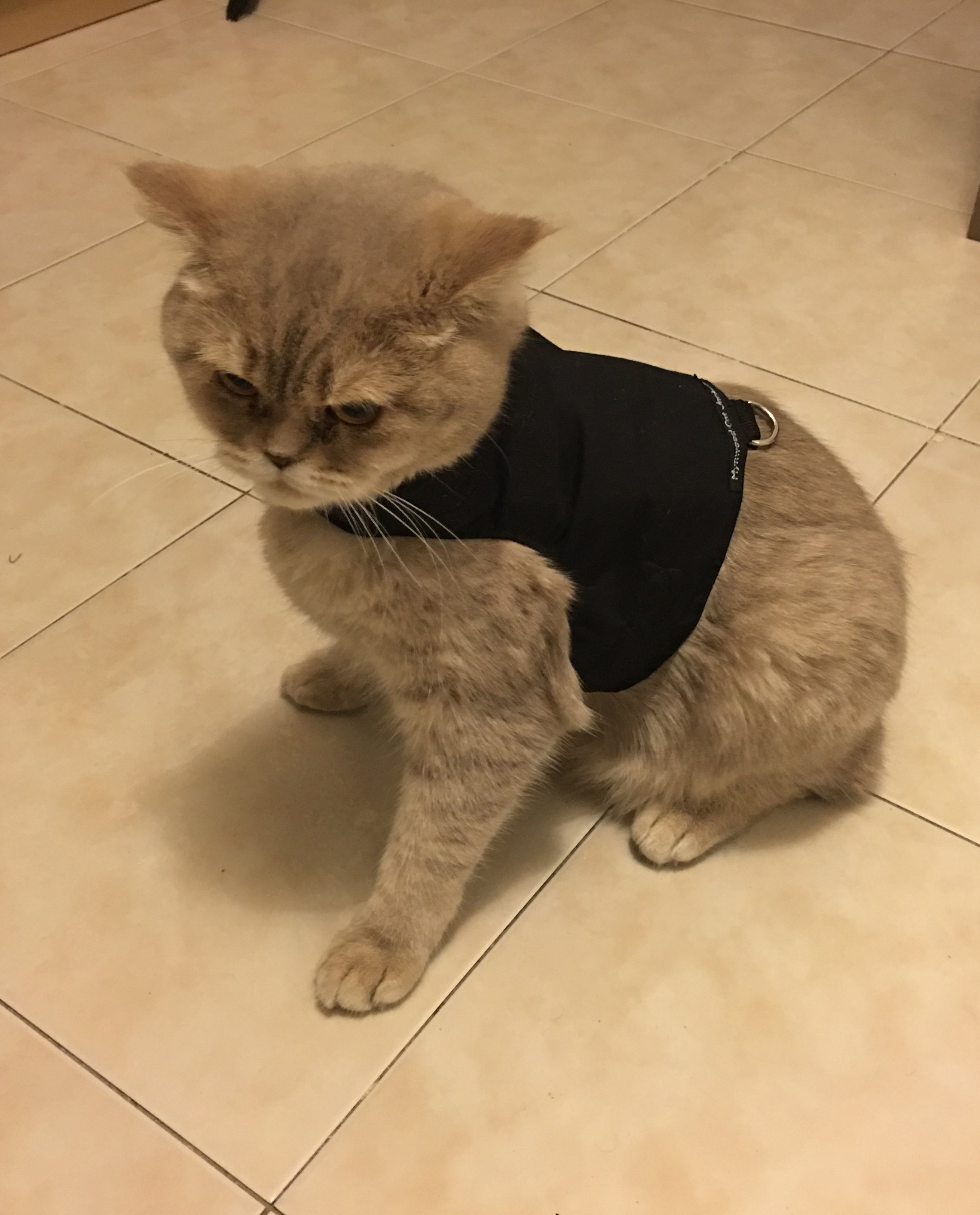 Shop Ready Made — Mynwood Cat Jackets