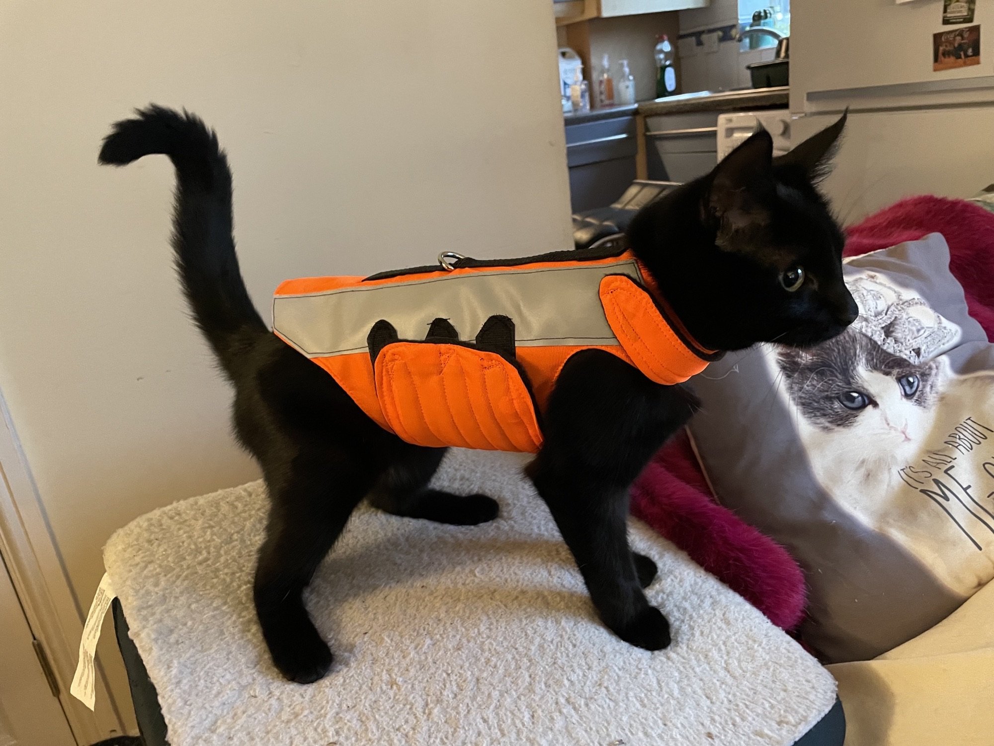 Catwalk — Mynwood Cat Jackets