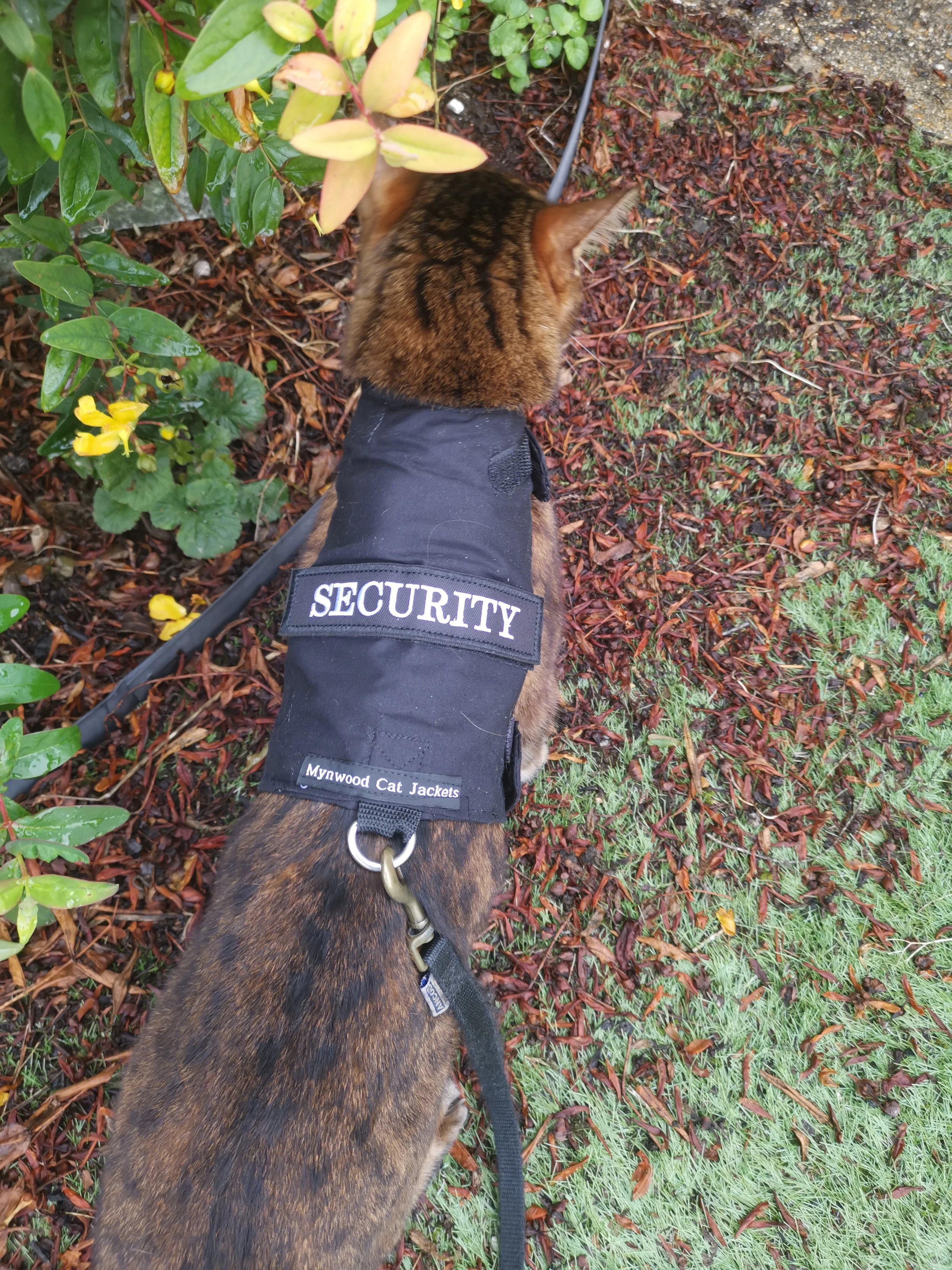 Paddy Security 2.jpg