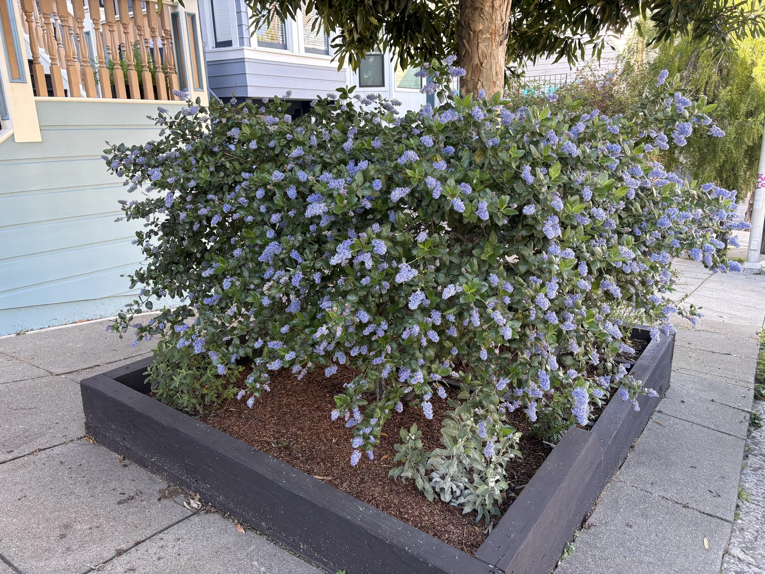 Nature and Healing in a Time of War