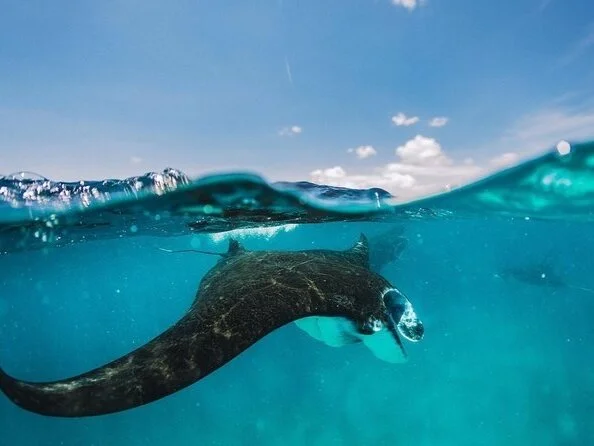 An underwater view showing a nurse shark swimming near the surface of the water with a clear sky above.