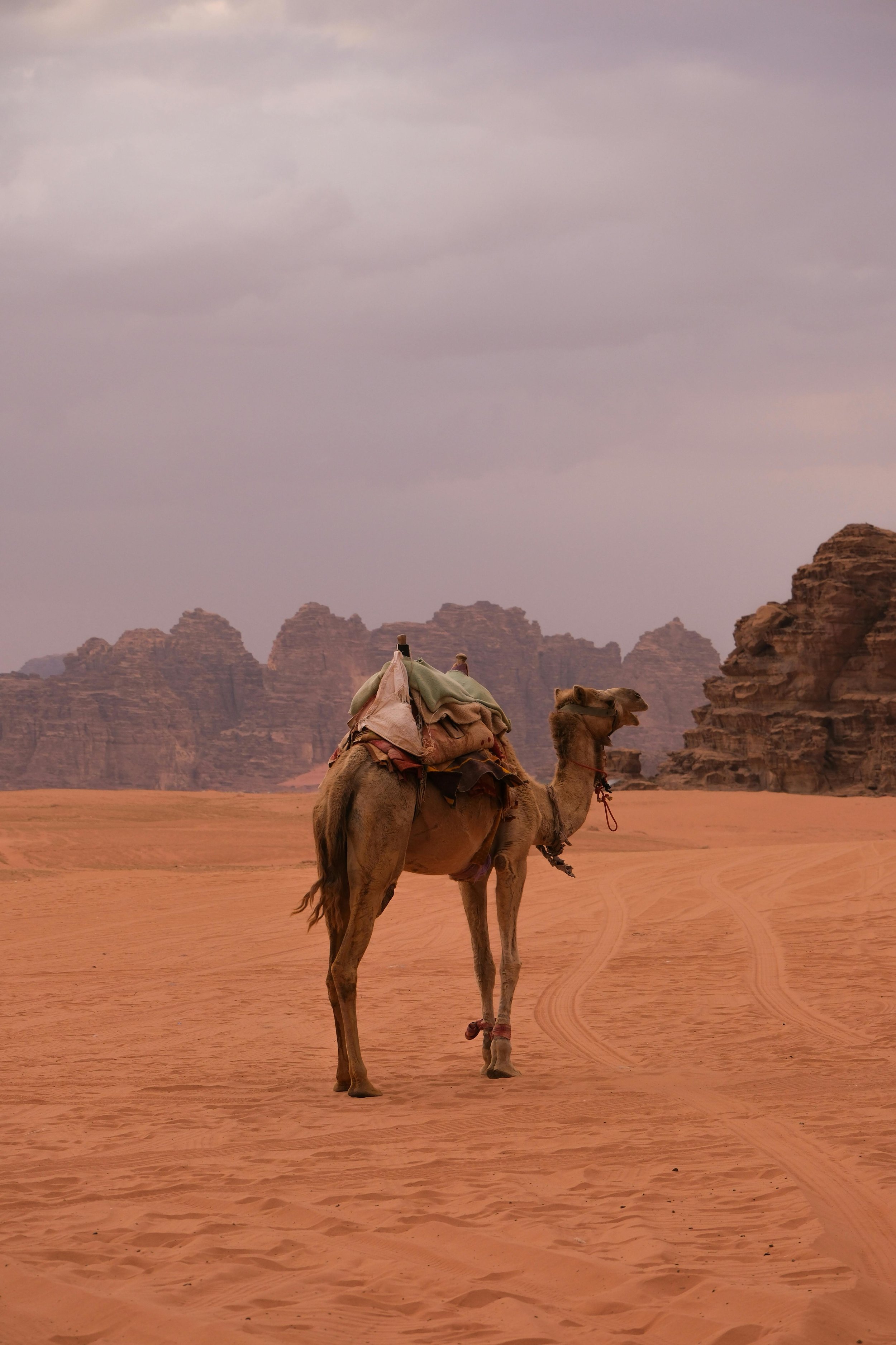 A lone camel in Egypt with blankets and supplies on its back in a desert landscape with rocky formations in the background.