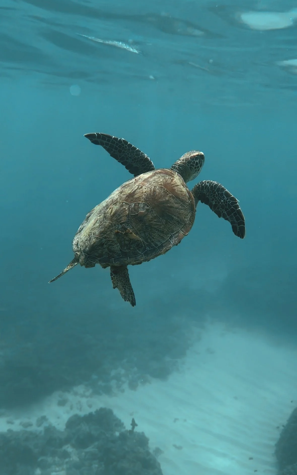 A sea turtle swimming underwater in the ocean.