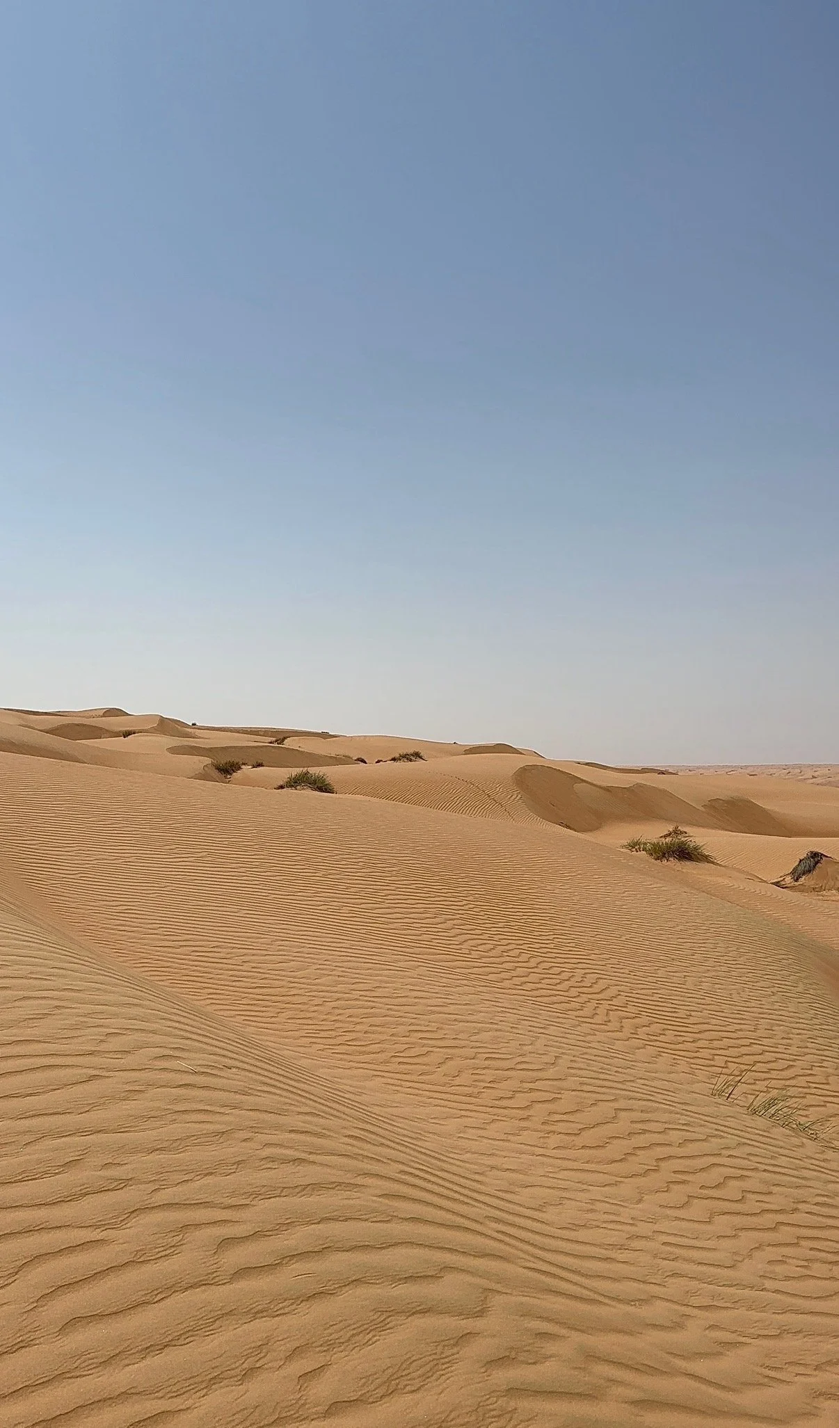 IMG_0647.jpeg (Copy)